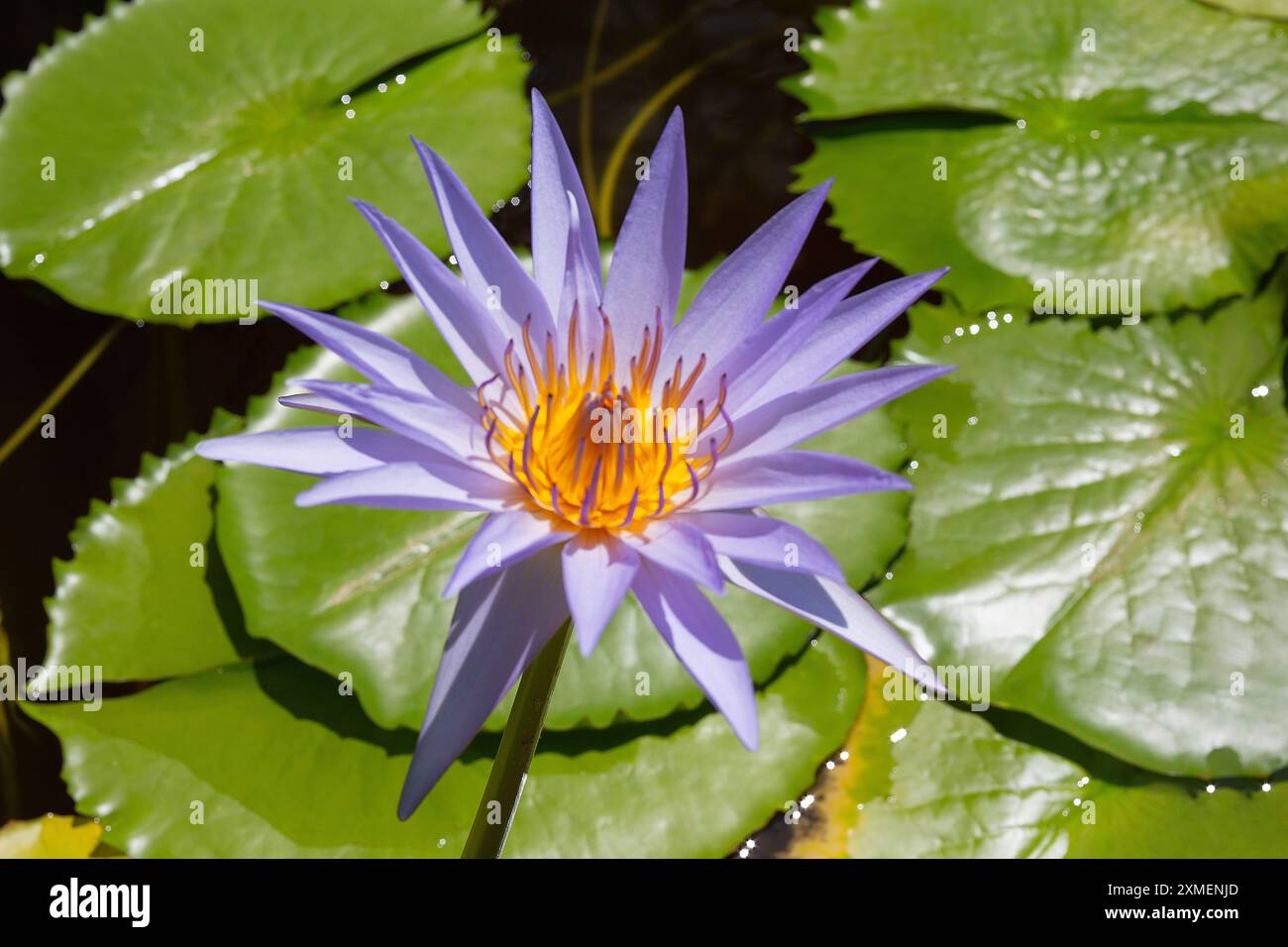Lotus bleu égyptien (Nymphaea nouchali var. Caerulea), Nymphaeaceae. Herbe aquatique vivace, plante ornementale, fleur jaune. Banque D'Images
