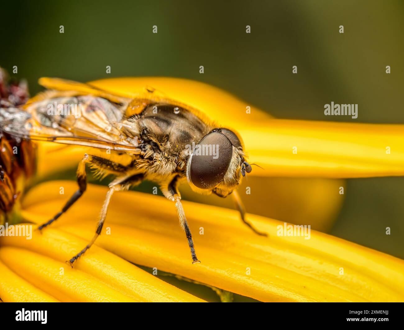 Gros plan de mouche drone européenne assise sur des pétales de fleurs jaunes Banque D'Images