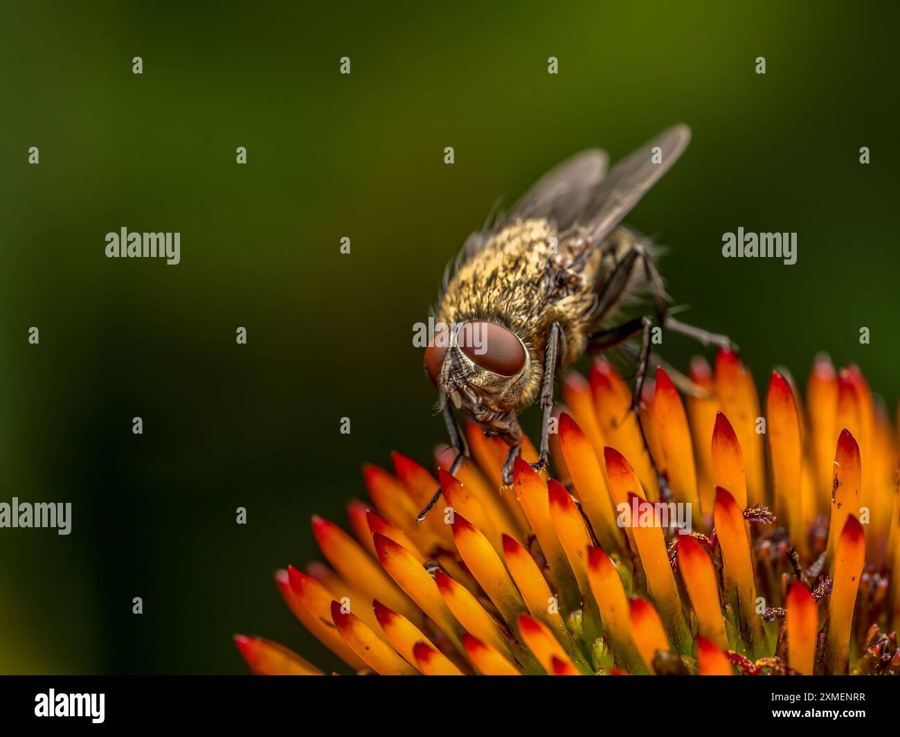 Gros plan de Common Cluster Fly assis sur une fleur d'échinacée Banque D'Images