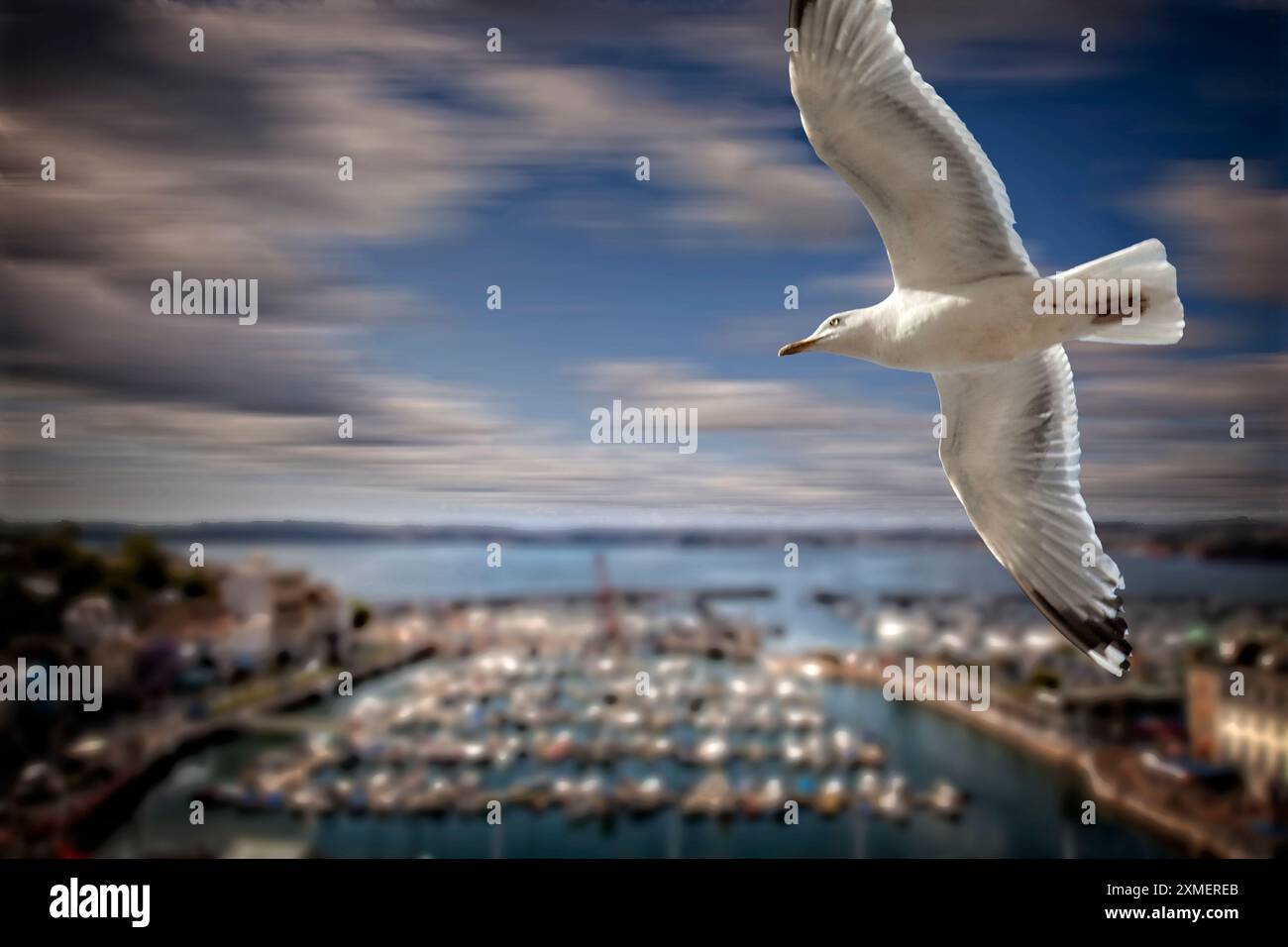 GB - DEVON : Goélands argentés (lat : Larus argentatus) volant au-dessus du port de Torquay dans le sud-ouest de l'Angleterre Banque D'Images