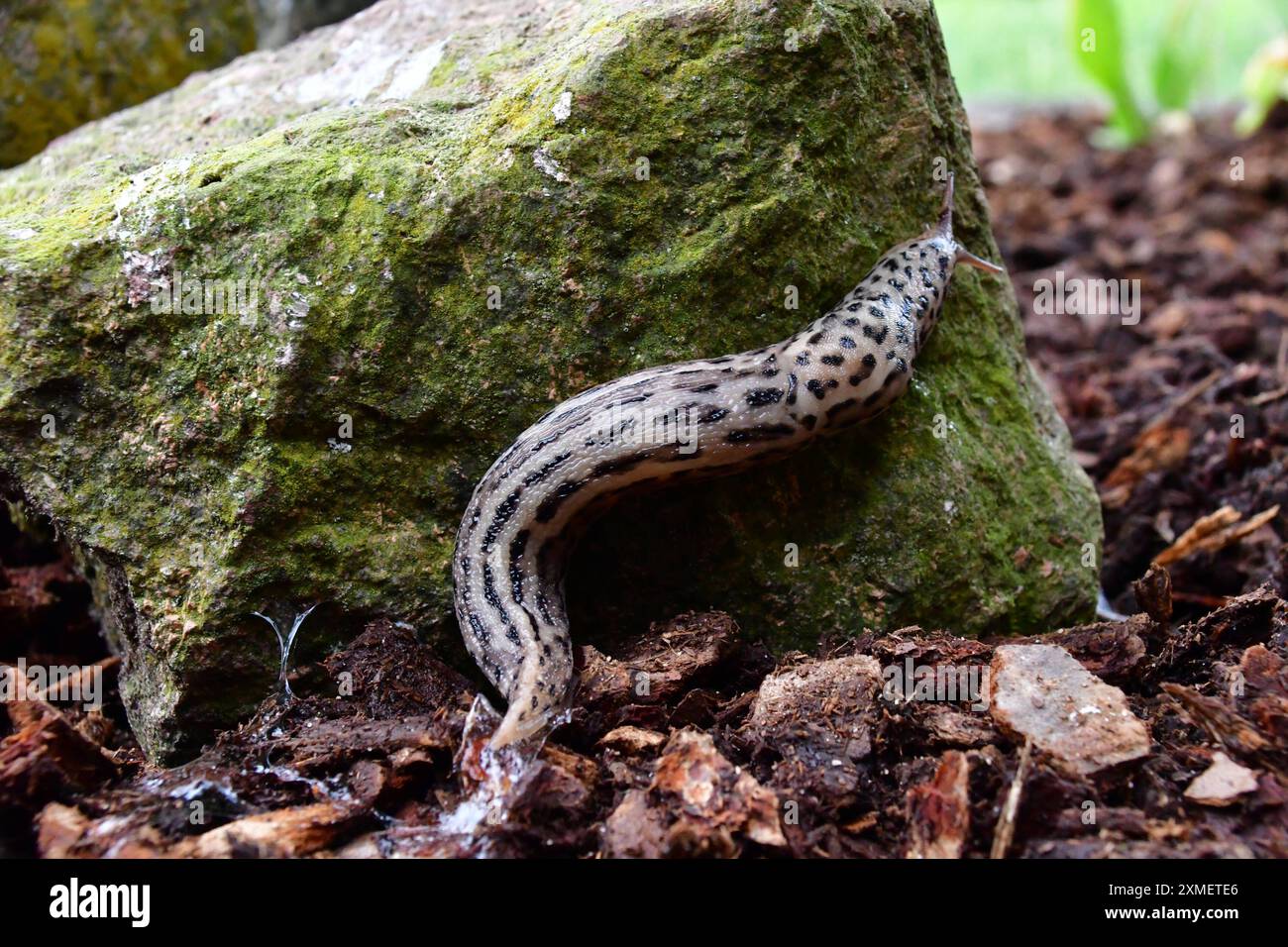 Tigerschnegel im heimischen Garten Der Tigerschnegel ist eine Nacktschnecke, welche durch ihre besondere Färbung und einer Länge von bis zu 20 cm auffällt. DAS nachtaktive Tier ist selten anzutreffen. Es ernährt sich von abgestorbenen Planzen, Pilzen und toten Tieren. Der Tigerschnegel Frisst auch andere Schnecken. Osnabrück Niedersachsen Deutschland *** escargot tigre dans le jardin de la maison L'escargot tigre est une limace qui se distingue par sa coloration spéciale et une longueur allant jusqu'à 20 cm L'animal nocturne est rarement trouvé il se nourrit de plantes mortes, champignons et animaux morts L'escargot tigre mange aussi Oth Banque D'Images