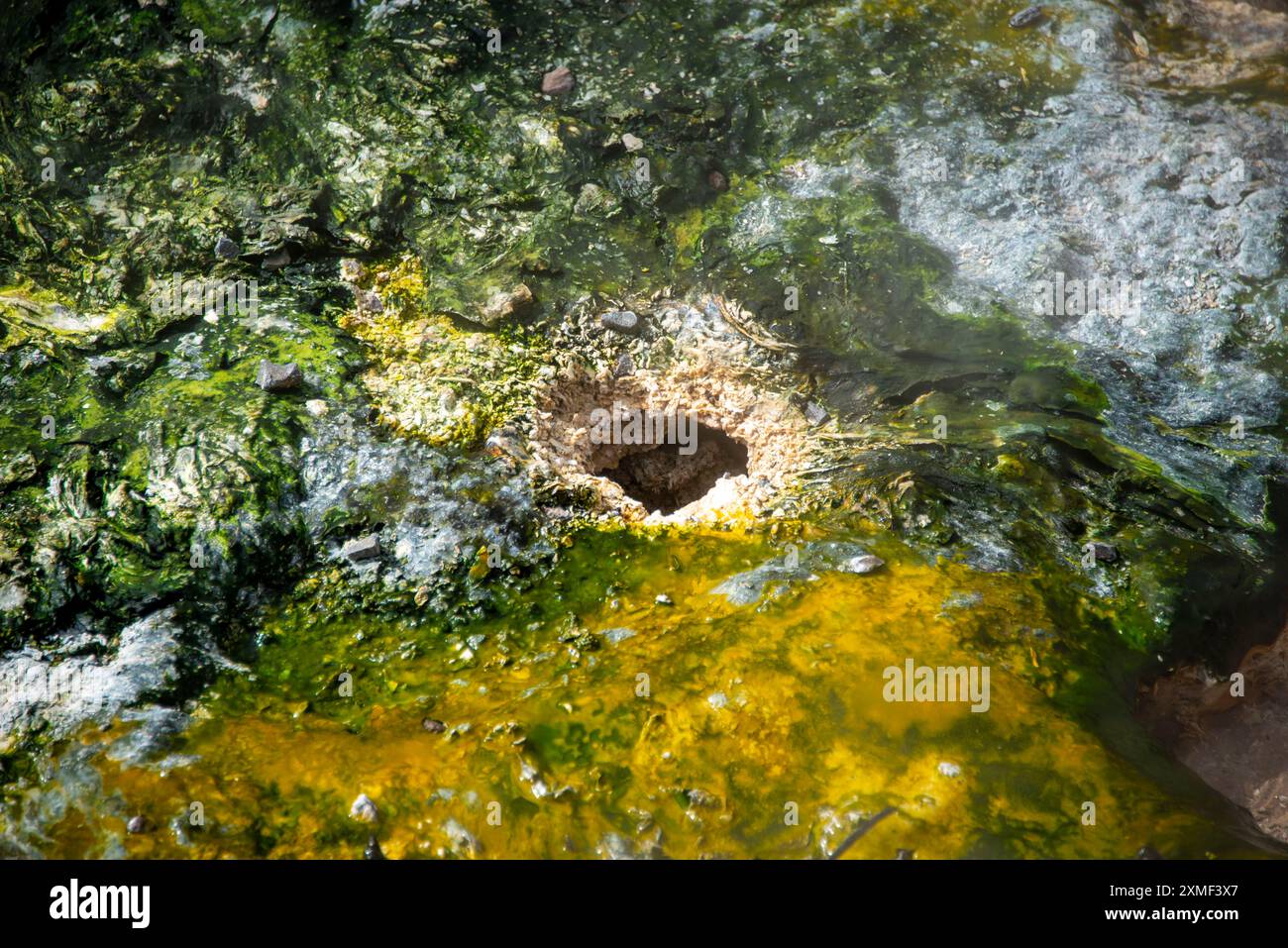 Algues bleu vert dans la vallée volcanique de Waimangu - Nouvelle-Zélande Banque D'Images