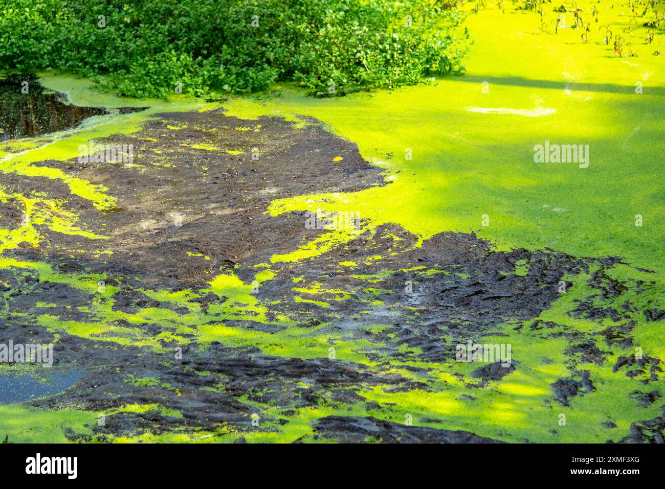 Algues bleu vert dans la vallée volcanique de Waimangu - Nouvelle-Zélande Banque D'Images