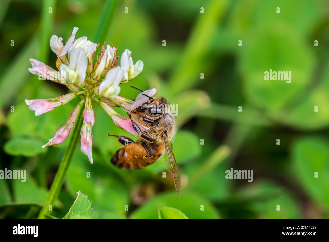 Abeille de miel sur fleur de trèfle. La conservation des insectes et de la nature, la préservation de l'habitat et le concept de jardin de fleurs dans la cour arrière Banque D'Images Abeille de miel sur fleur de trèfle. La conservation des insectes et de la nature, la préservation de l'habitat et le concept de jardin de fleurs dans la cour arrière Banque D'Images
