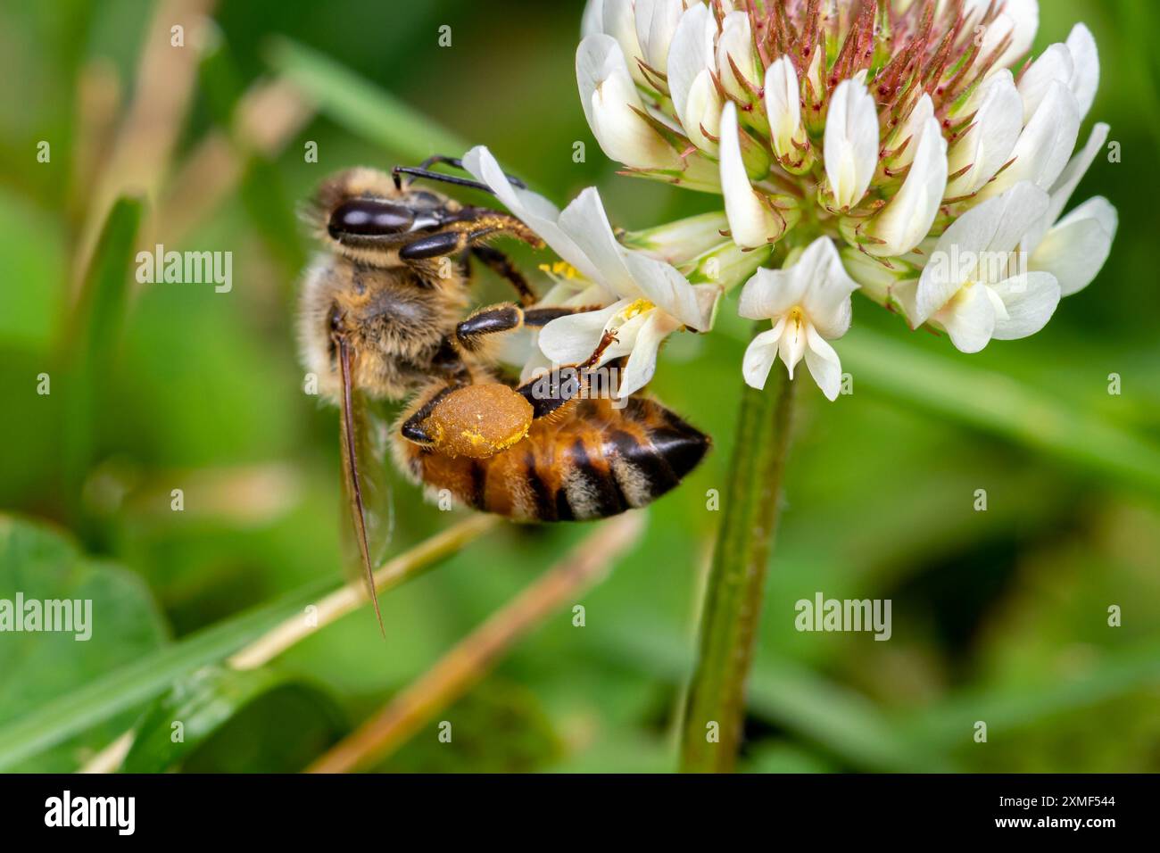 Gros plan de panier de pollen ou sac d'abeille de miel sur fleur de trèfle. Pollinisation, conservation des insectes et des abeilles, et concept de jardin de fleurs dans la cour arrière. Banque D'Images