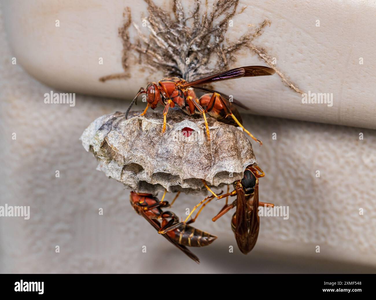 Nid de guêpes de papier nordique et œufs. La conservation des insectes et de la nature, la préservation de l'habitat et le concept de jardin de fleurs dans la cour arrière. Banque D'Images