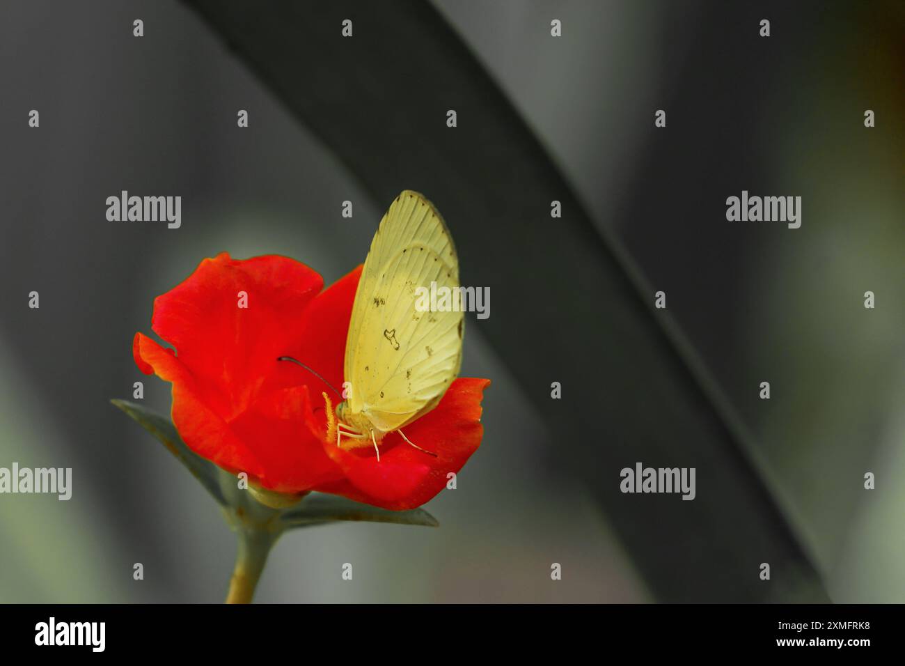 Fleurs rouges et papillons jaunes sur fond de feuilles rayées noires et blanches. Banque D'Images