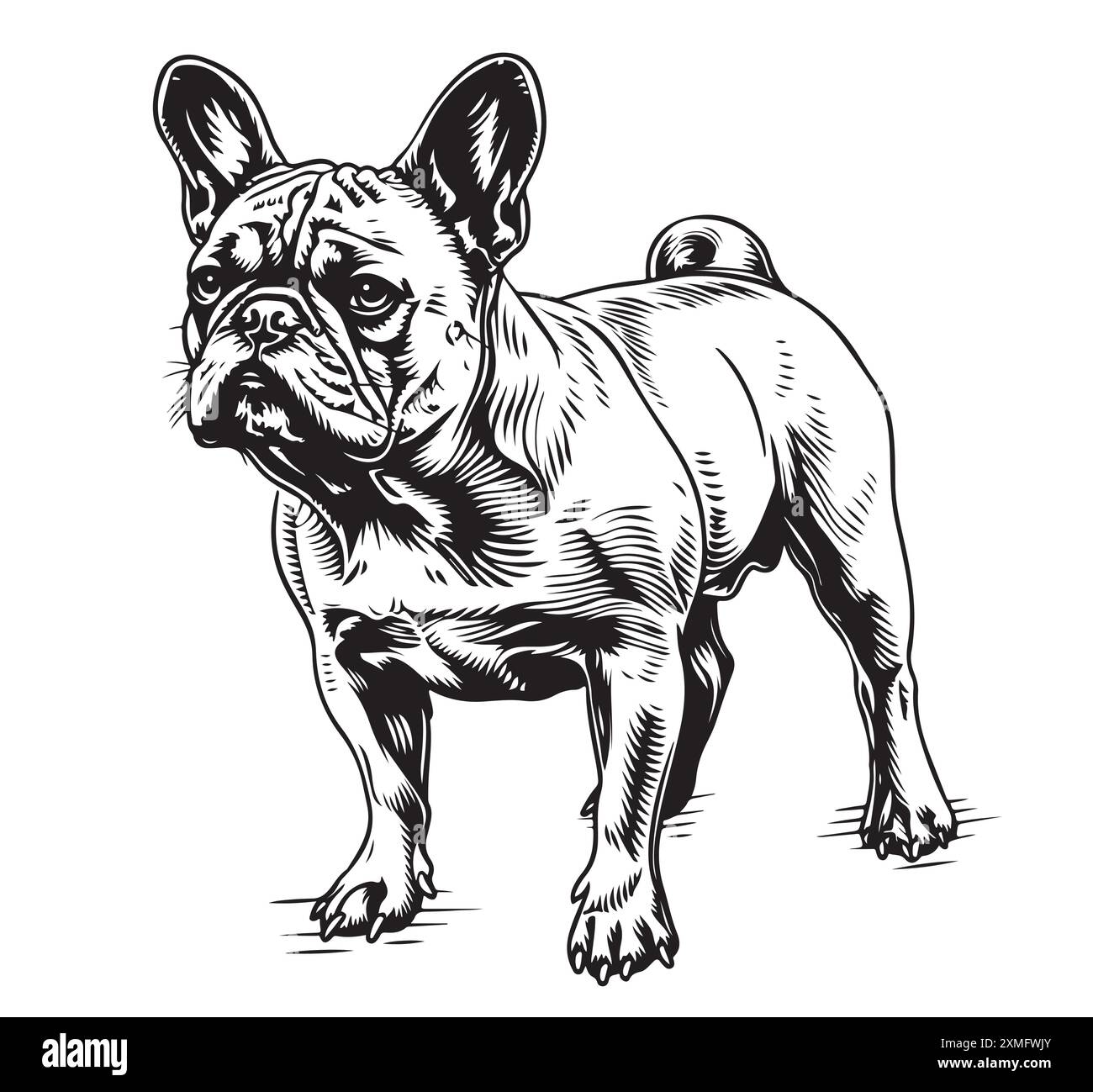 Croquis de bouledogue français mignon. Illustration vectorielle Illustration de Vecteur