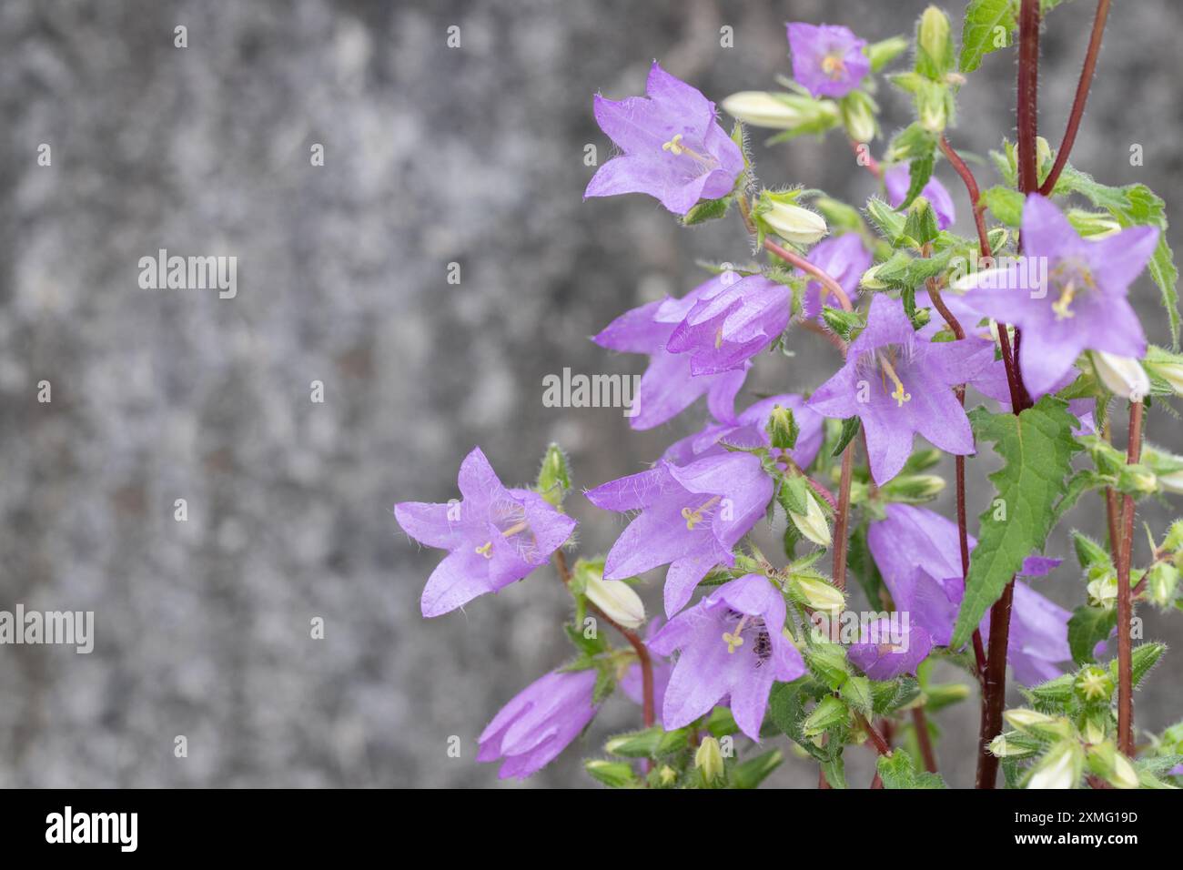 Chellesol à feuilles d'ortie (Campanula trachelium). Espace pour votre texte. Banque D'Images