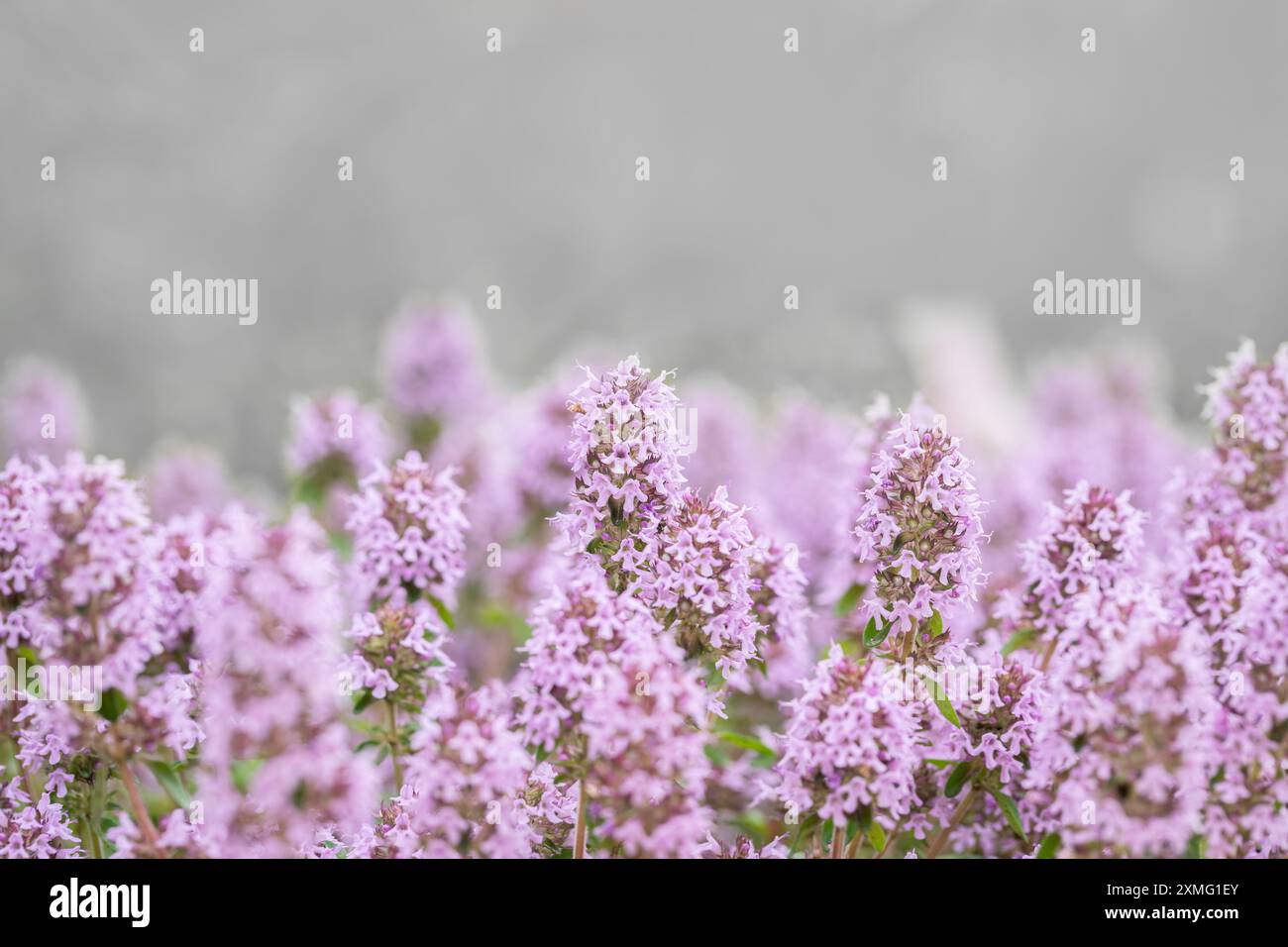 Thym citron (Thymus pulegioides) en fleurs. Espace pour votre texte. Banque D'Images