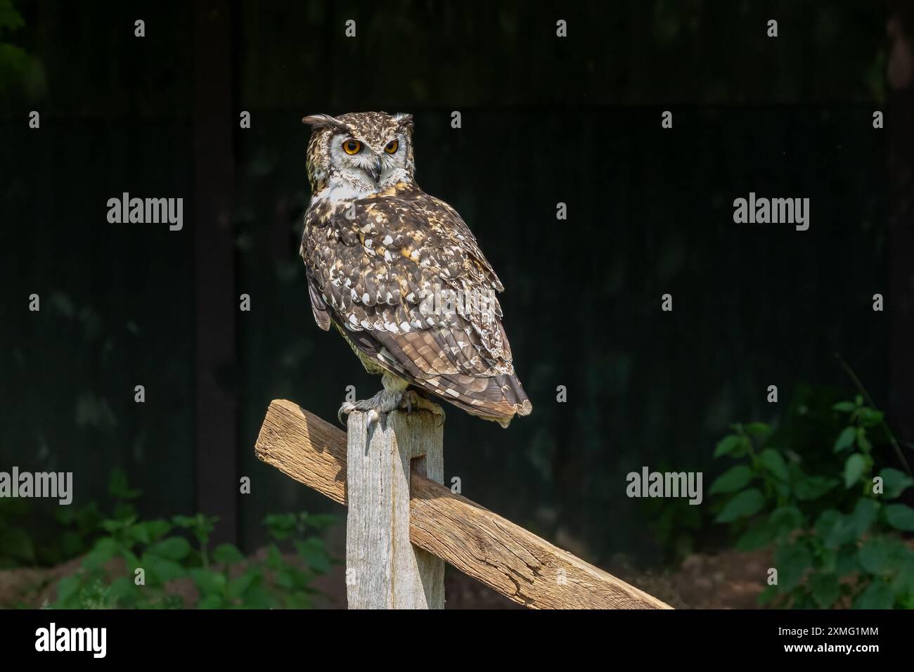 Un portrait d'un aigle hibou. Il est perché sur un poteau de clôture en bois sur un fond de dar. Il y a de l'espace pour le texte autour de l'oiseau Banque D'Images