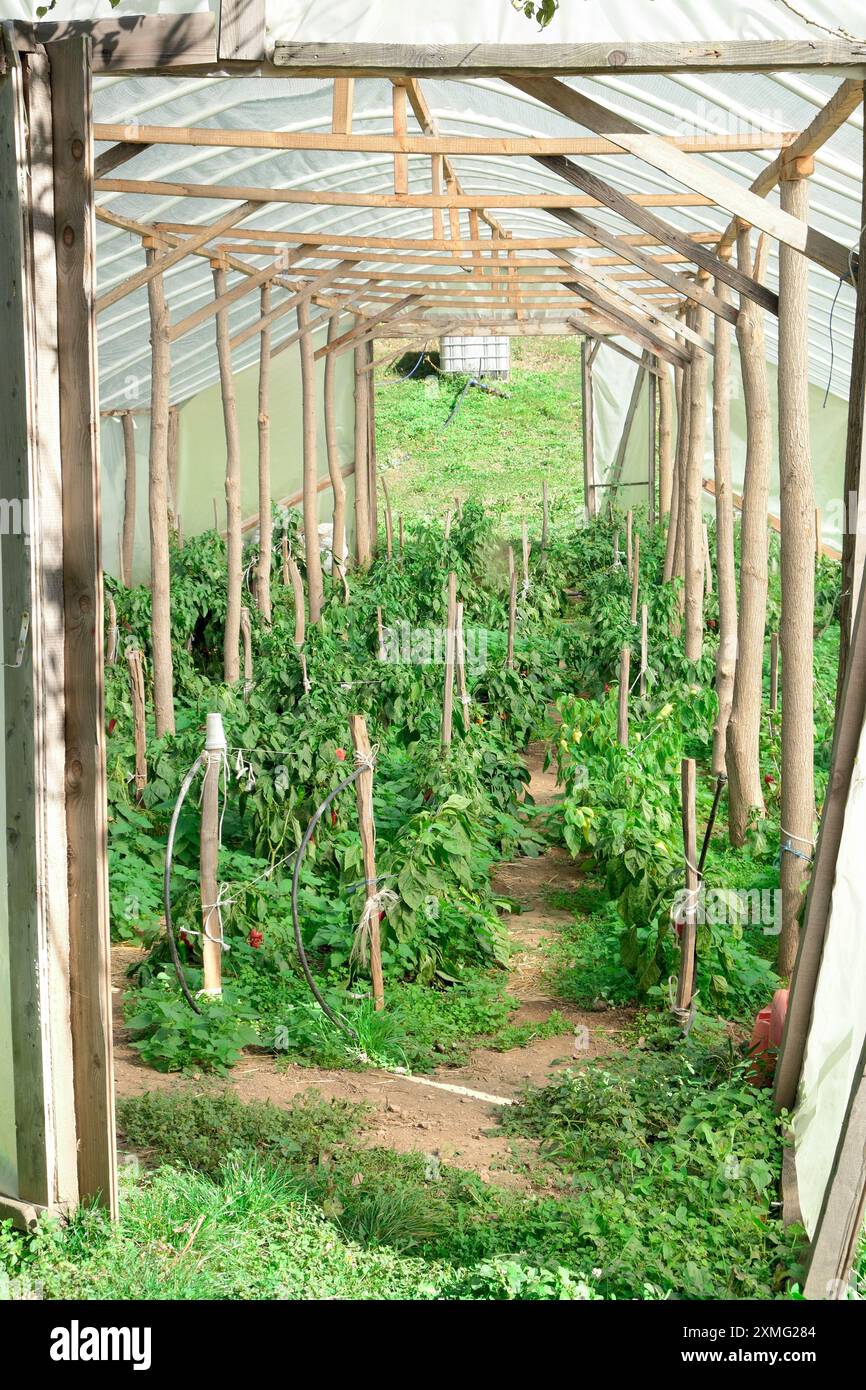 Structure rustique en bois de serre avec des plants de poivre près du monastère de Vracevsnica à Sumadija, Serbie centrale Banque D'Images