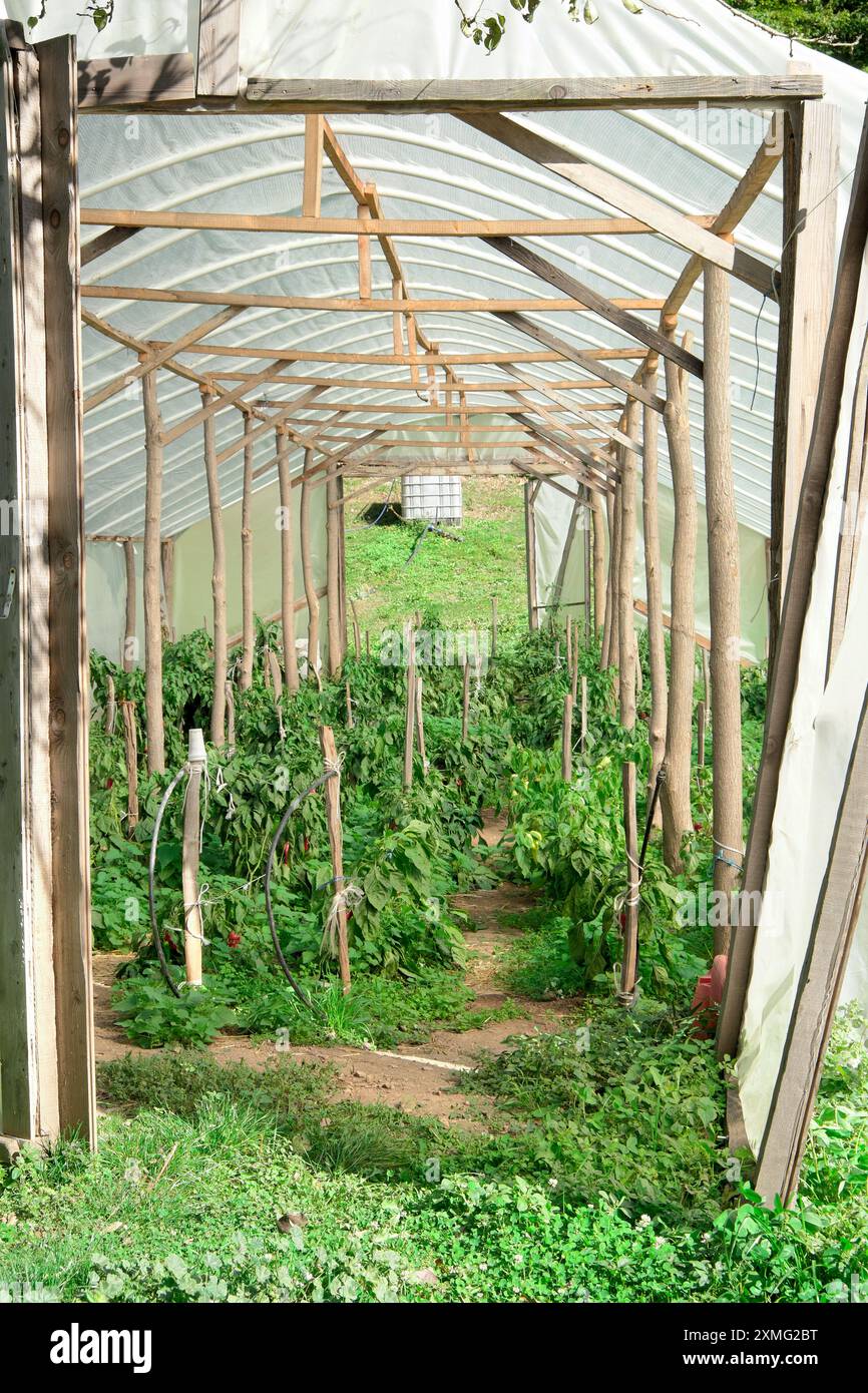 Structure rustique en bois de serre avec des plants de poivre près du monastère de Vracevsnica à Sumadija, Serbie centrale Banque D'Images