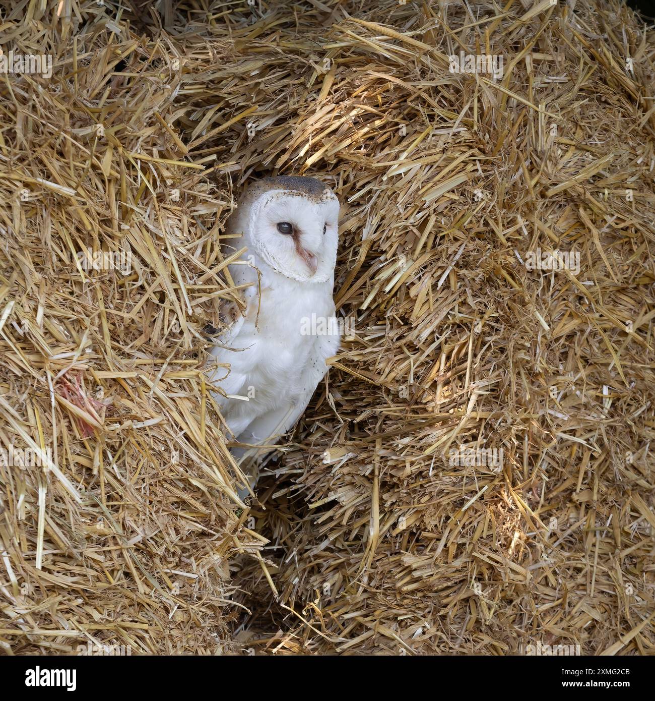 gros plan d'un hibou de grange, tyto alba, qui se perche entre des balles de paille. Il regarde entre les balles. Il y a de l'espace pour la copie autour de l'oiseau Banque D'Images