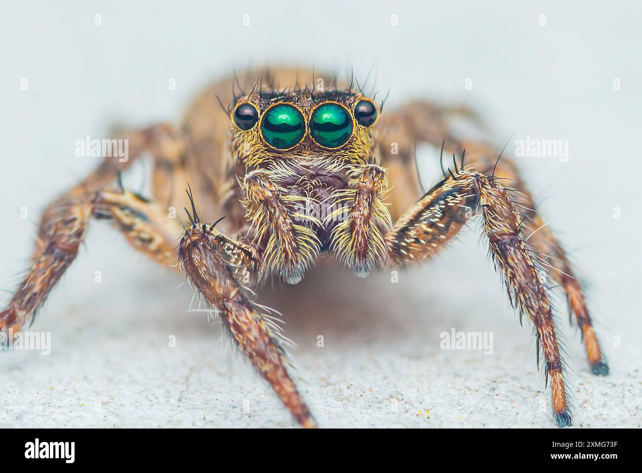 Gros plan d'une araignée sautant colorée sur un sol en ciment, mise au point sélective, prise de vue macro, Thaïlande. Banque D'Images