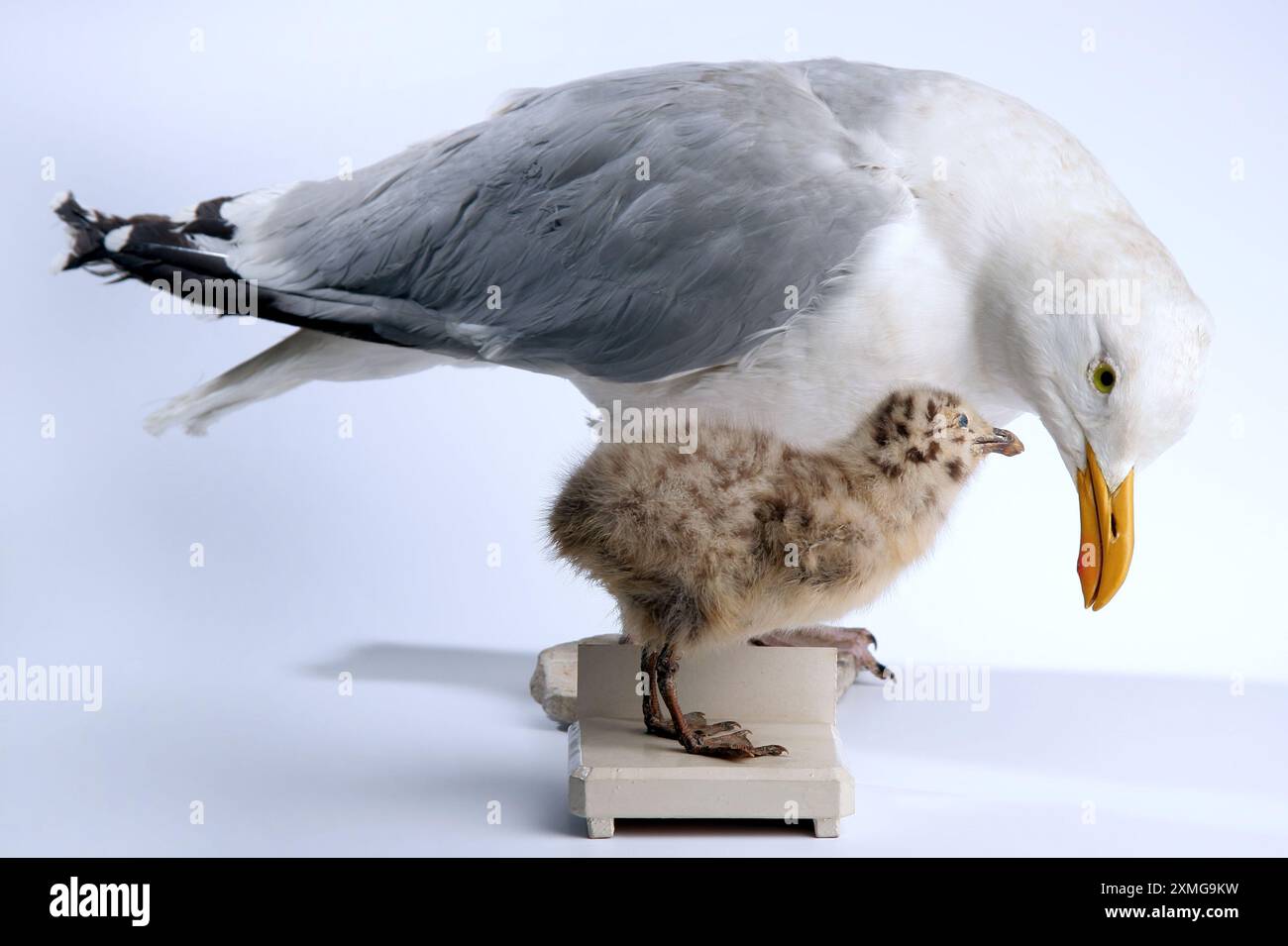 Spécimens historiques de taxidermie de poussins de goélands argentés européens (Larus argentatus) de la collection de l'éthologue Niko Tinbergen, lauréat du prix Nobel Banque D'Images
