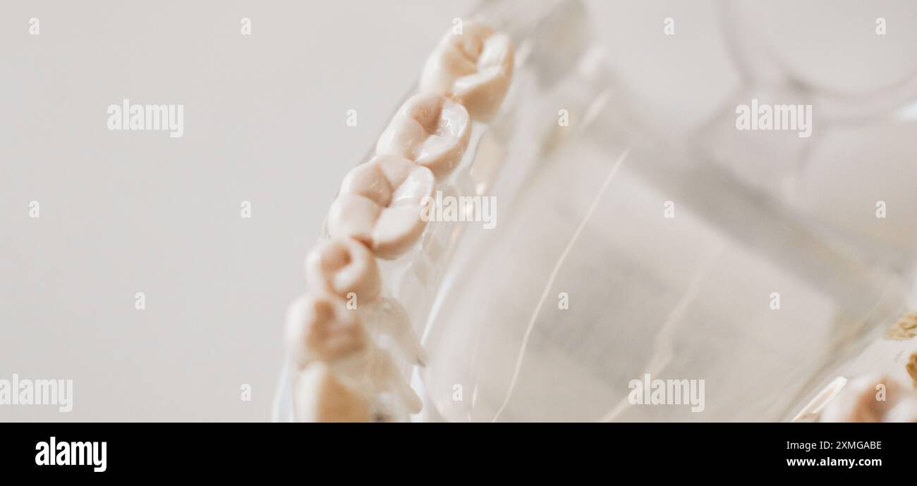 modèle éducatif de mâchoire humaine avec dents Banque D'Images