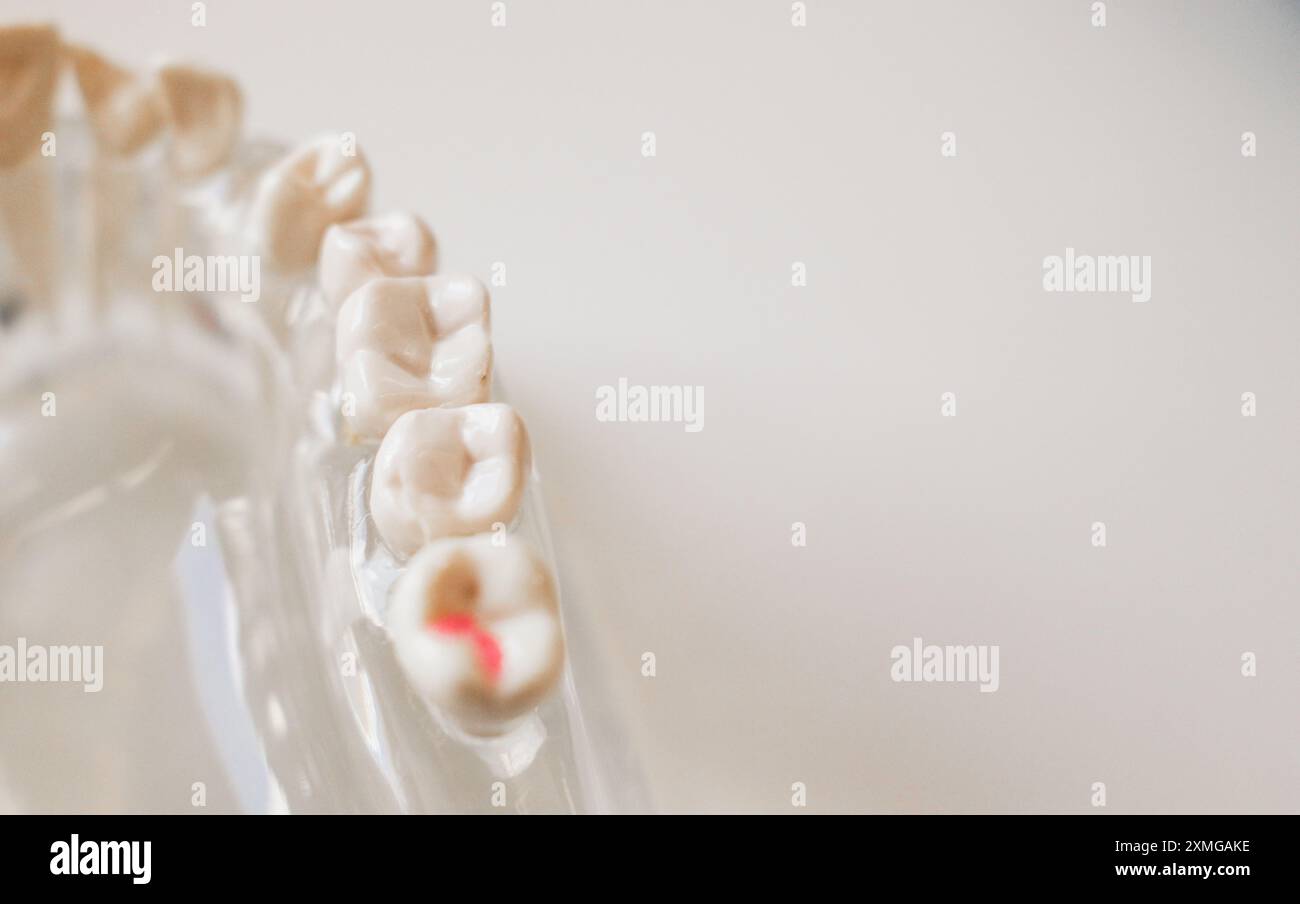 modèle éducatif de mâchoire humaine avec dents Banque D'Images