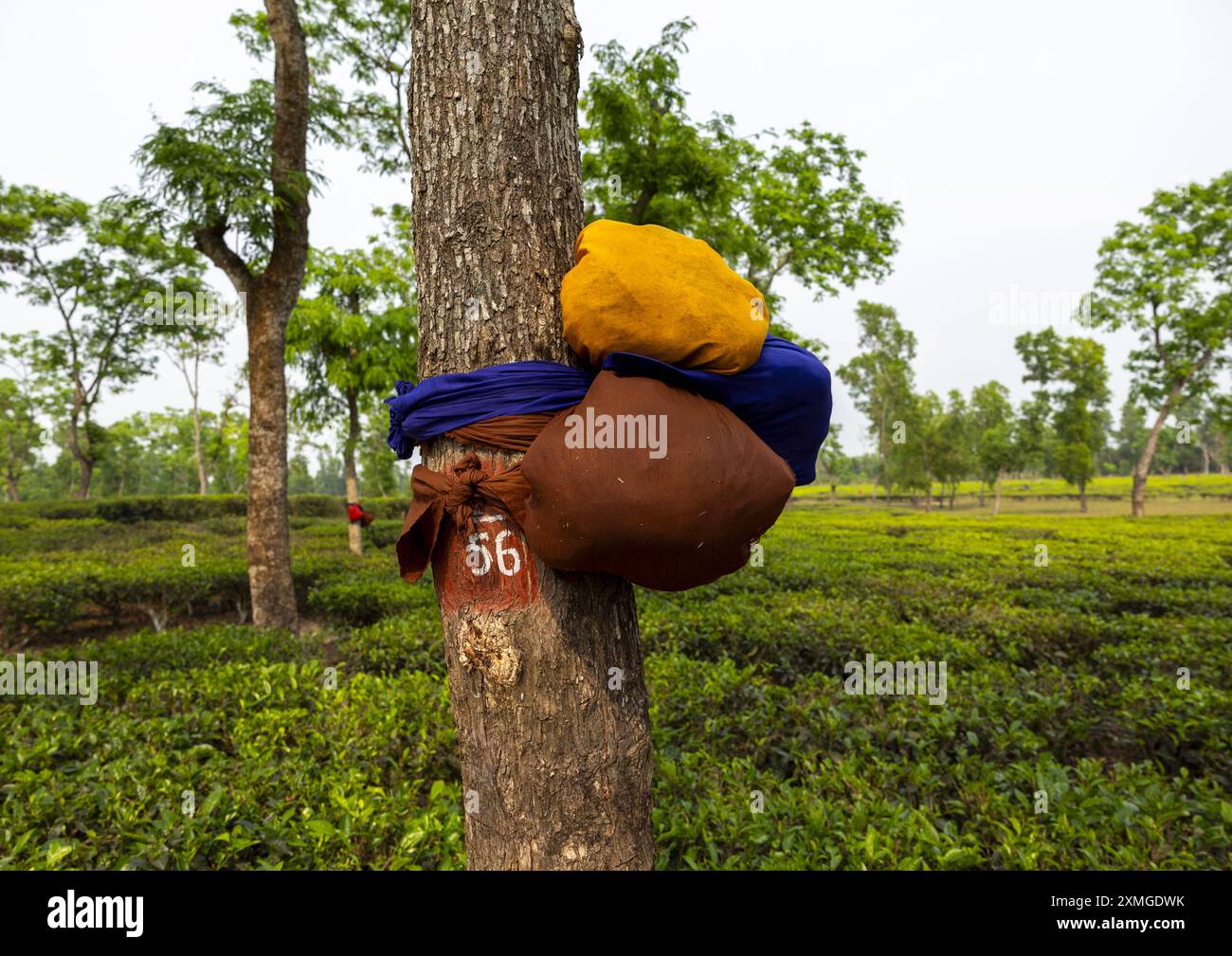 Nourriture laissée pour les ouvriers de plantation de thé attachés à un arbre, Sylhet Division, Kamalganj, Bangladesh Banque D'Images