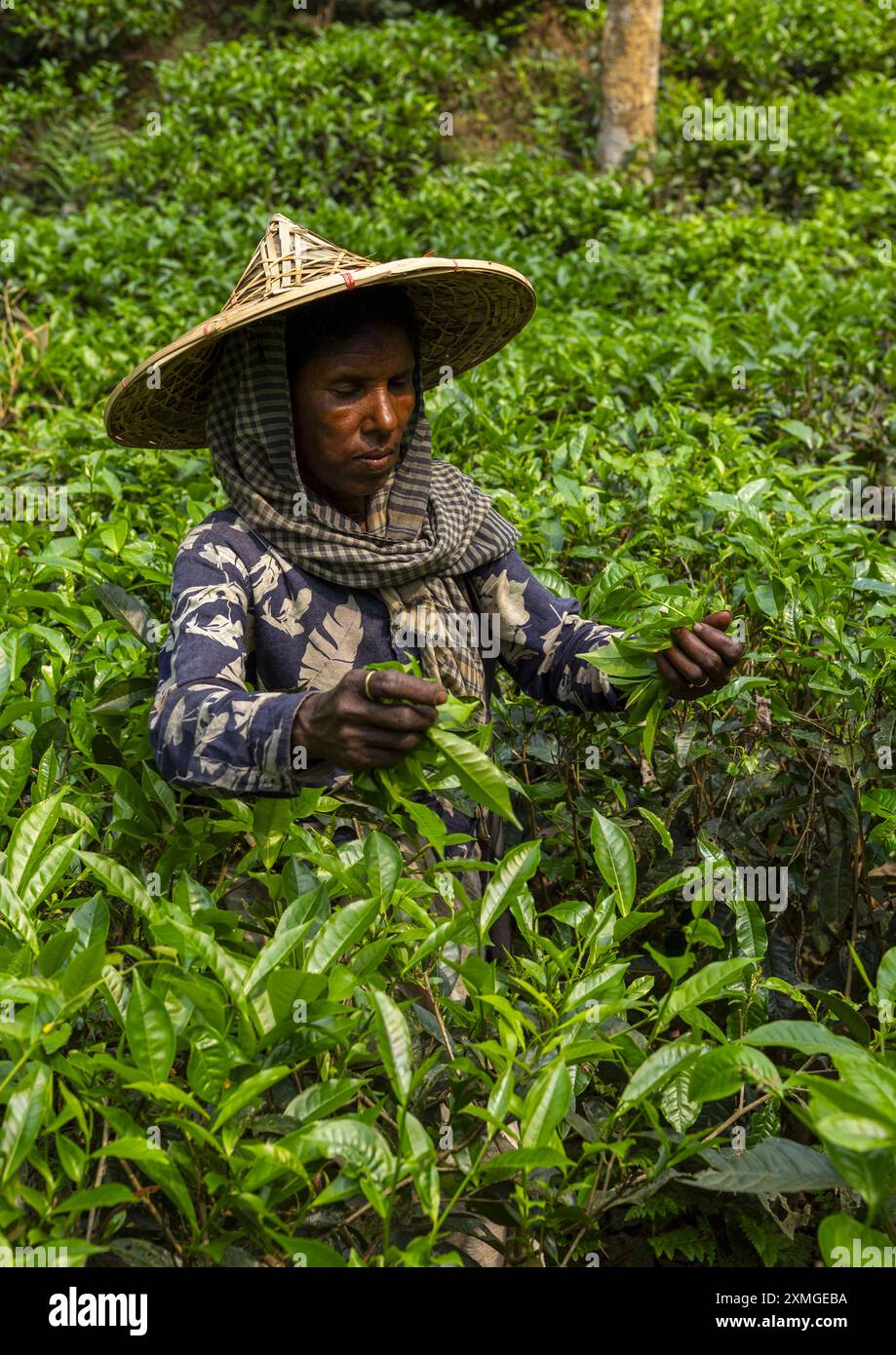 Femme avec un chapeau de bambou cueillant des feuilles de thé dans une plantation de thé, Sylhet Division, Kamalganj, Bangladesh Banque D'Images