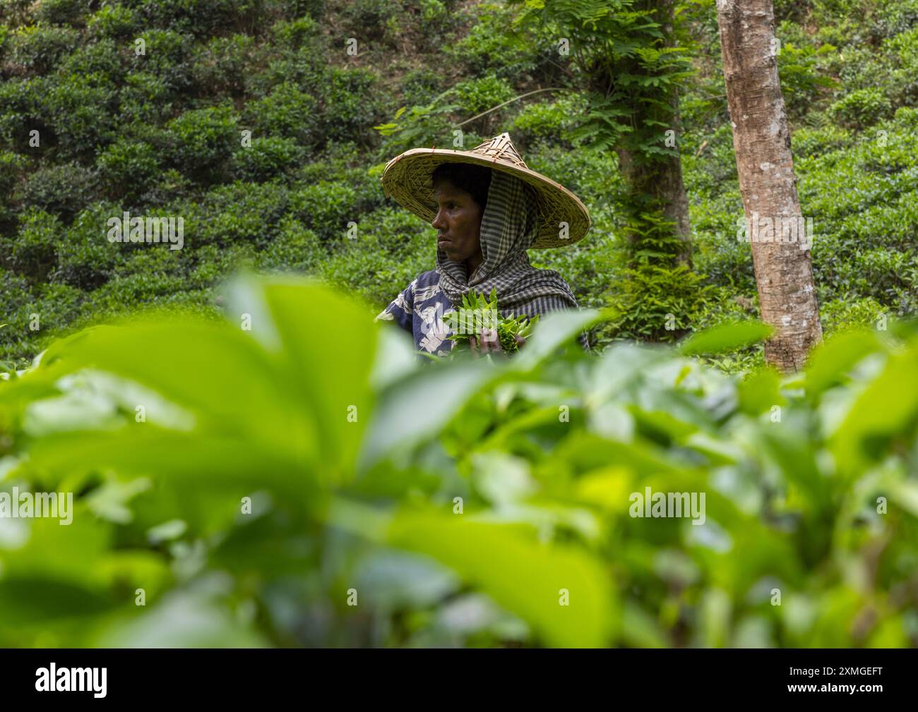 Femme avec un chapeau de bambou cueillant des feuilles de thé dans une plantation de thé, Sylhet Division, Kamalganj, Bangladesh Banque D'Images