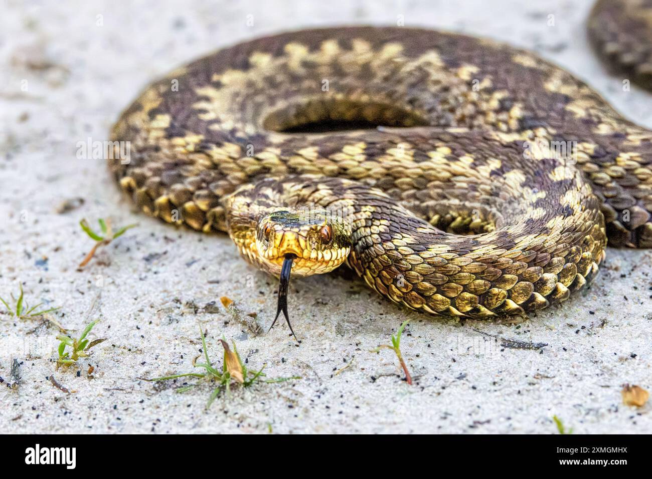 Gros plan sur la tête d'un Adder, Vipera berus, en position d'attaque sur une surface de sable clair avec la langue fourchue noire sortant de la bouche et belle Banque D'Images