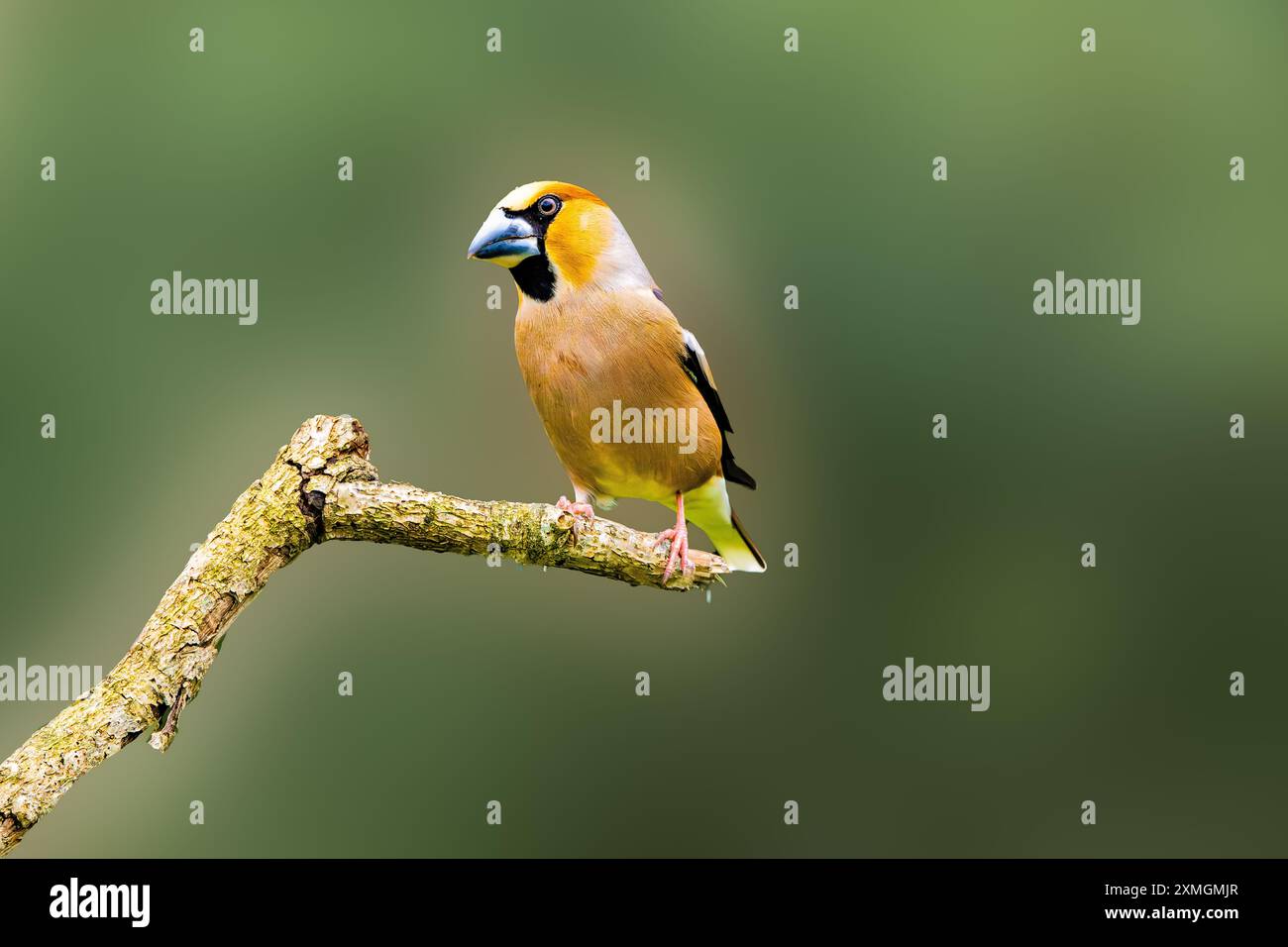 Gros plan d'un homme Hawfinch, Coccothraustes coccothraustes, reposant sur une branche horizontale sur un fond d'ombre vert foncé flou Banque D'Images