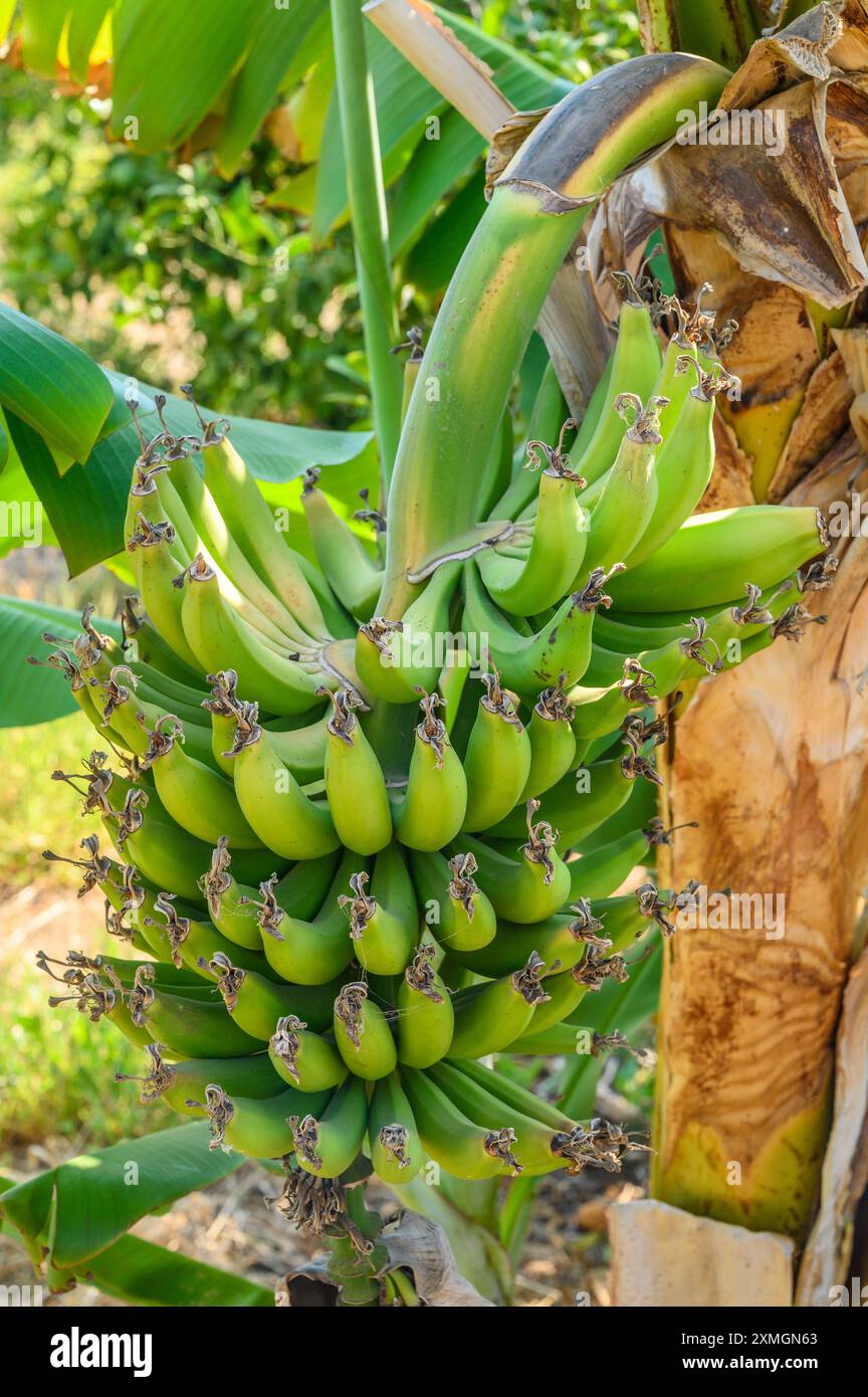 Bouquet de bananes dans un jardin sur le toit, jardin potager, prêt pour la cueillette Banque D'Images