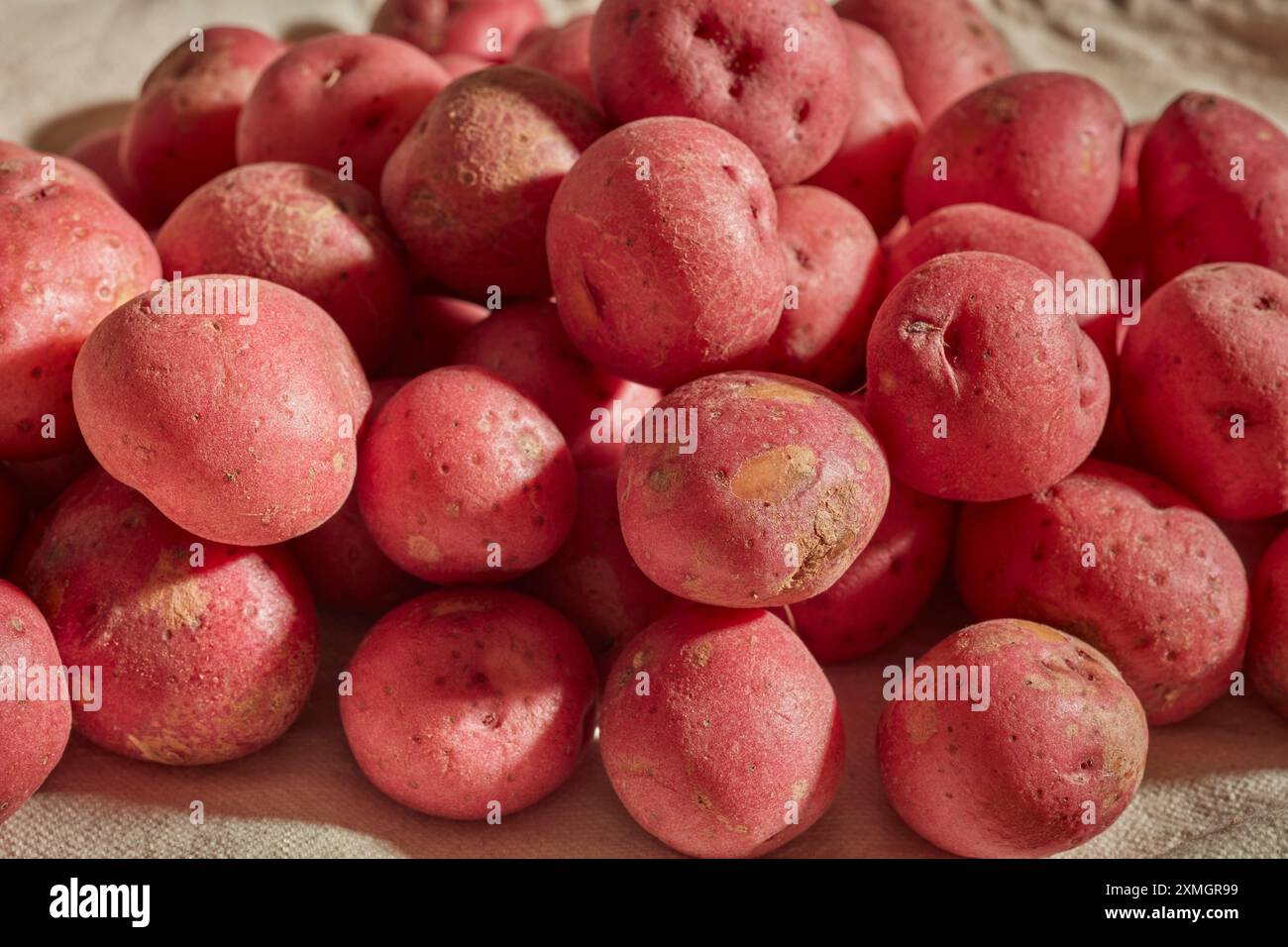 Bébés pommes de terre rouges crues Banque D'Images