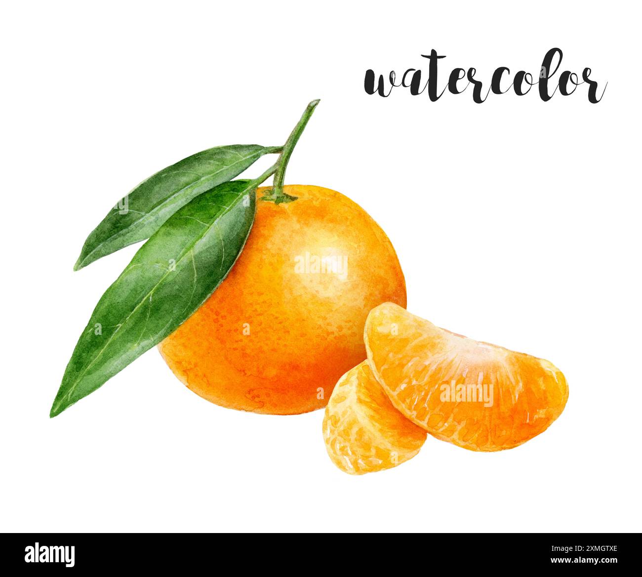 Aquarelle de mandarines vibrantes avec des feuilles, créant une représentation artistique fraîche et colorée Banque D'Images