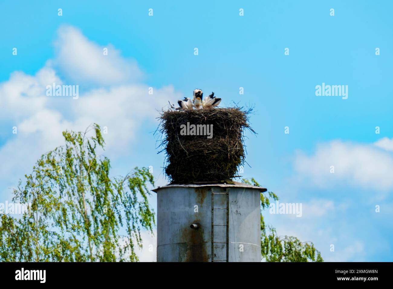 Cigognes perchées dans un grand nid au sommet d'un poteau, avec un fond d'un ciel bleu clair et quelques nuages éparpillés. Banque D'Images