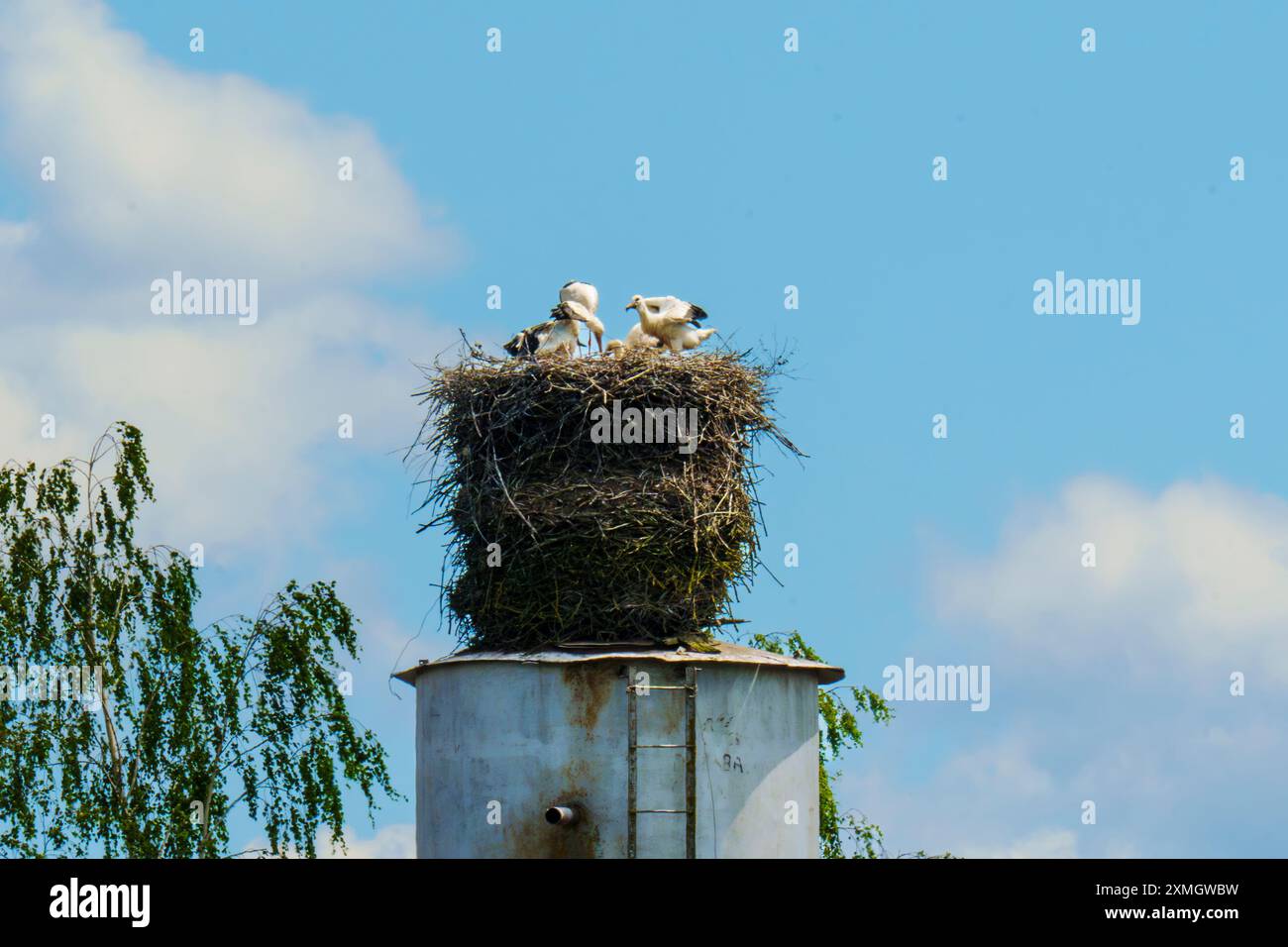 Cigognes perchées dans un grand nid au sommet d'un poteau, avec un fond d'un ciel bleu clair et quelques nuages éparpillés. Banque D'Images