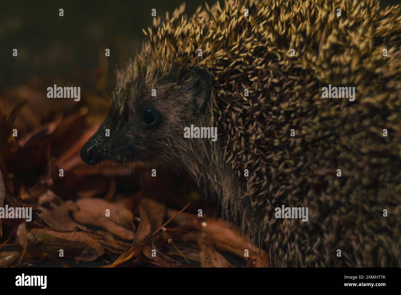 Gros plan d'un hérisson explorant les feuilles d'automne la nuit. La scène capture les épines et les yeux sombres du hérisson, sur les tons terreux du Banque D'Images