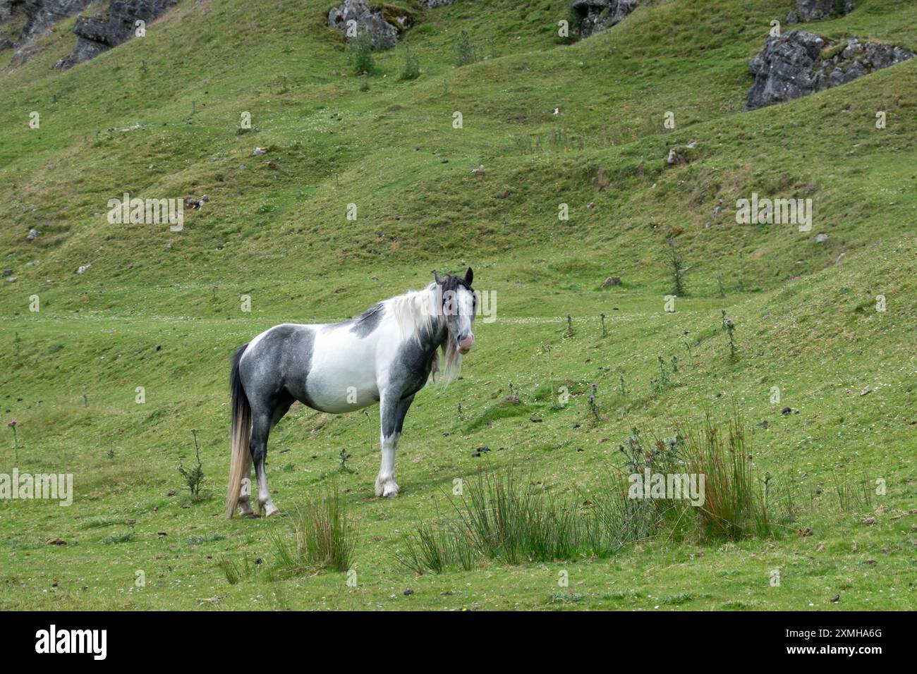 Un poney ou un épi de montagne gallois noir et blanc sur une colline couverte d'herbe dans le parc national de Brecon Beacons, au pays de Galles Banque D'Images