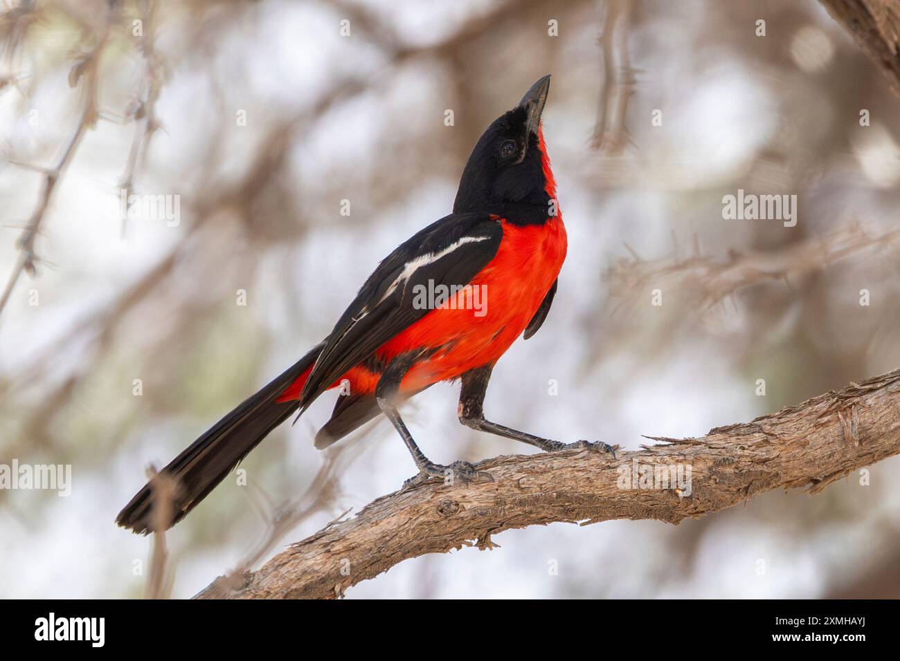 Cramoisi ou gonolek cramoisi (Laniarius atrococcineus) Banque D'Images