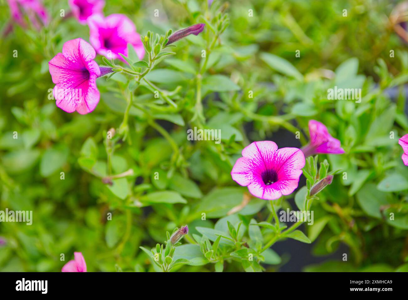 gros plan de fleur de pétunia en fleurs Banque D'Images
