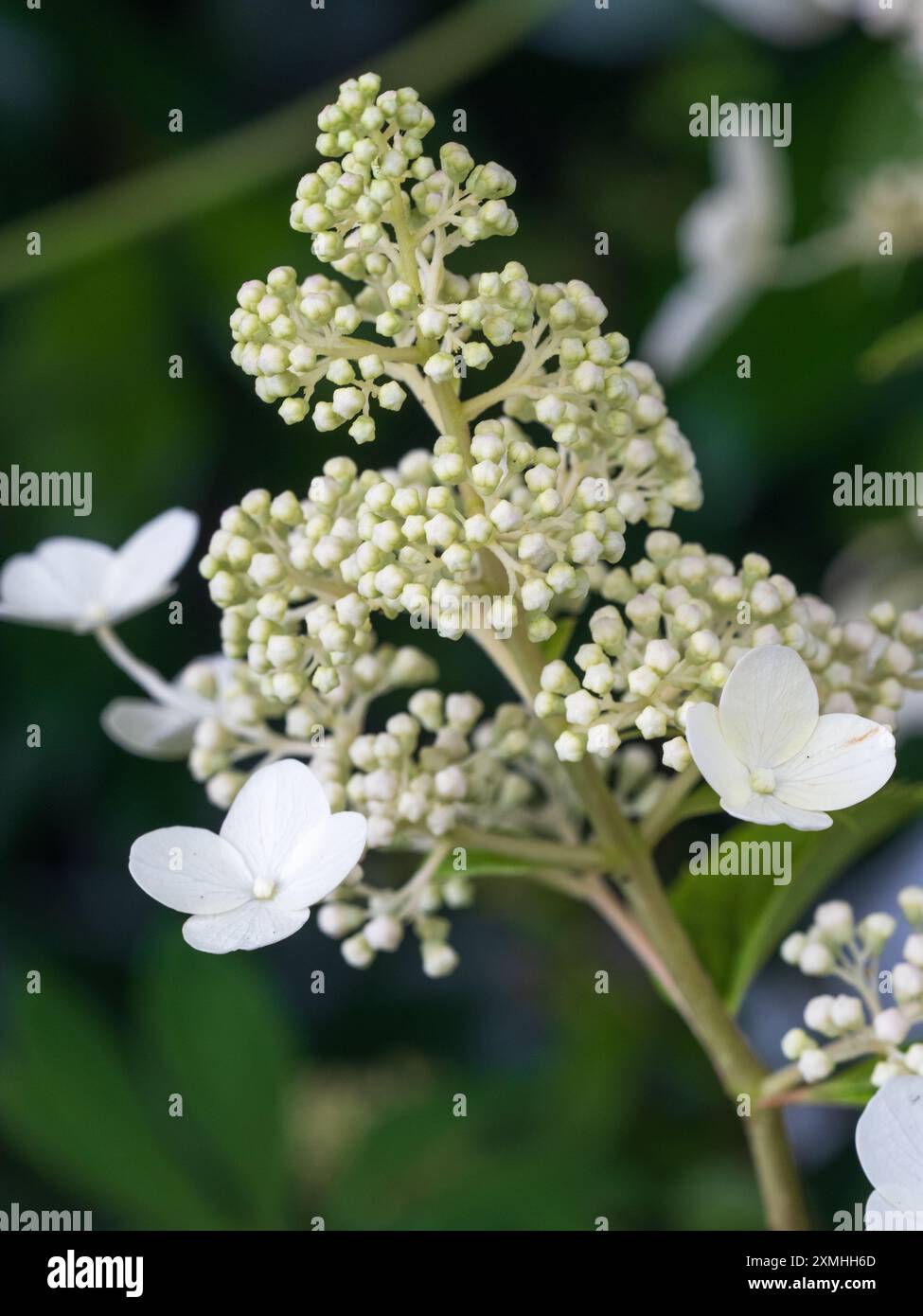 Panicules florales blanches de l'arbuste à feuilles caduques robuste, Hydrangea paniculata 'Kyushu' Banque D'Images