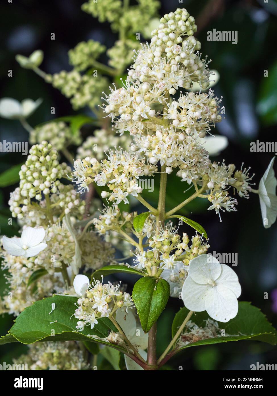 Panicules florales blanches de l'arbuste à feuilles caduques robuste, Hydrangea paniculata 'Kyushu' Banque D'Images