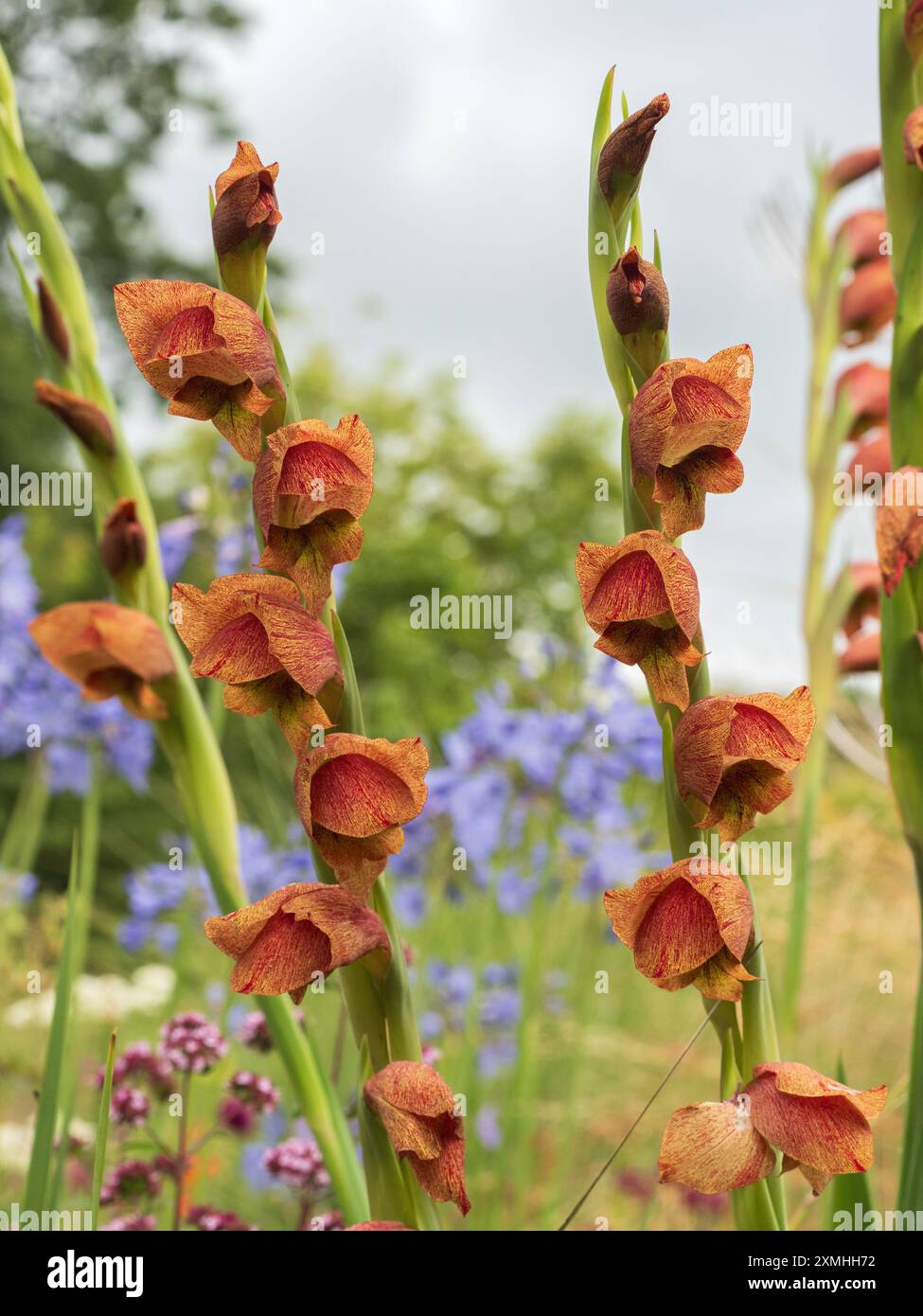 Fleurs orangées tachetées d'une forme colorée de Gladiolus dalenii, une espèce africaine australe et tropicale Banque D'Images Fleurs orangées tachetées d'une forme colorée de Gladiolus dalenii, une espèce africaine australe et tropicale Banque D'Images