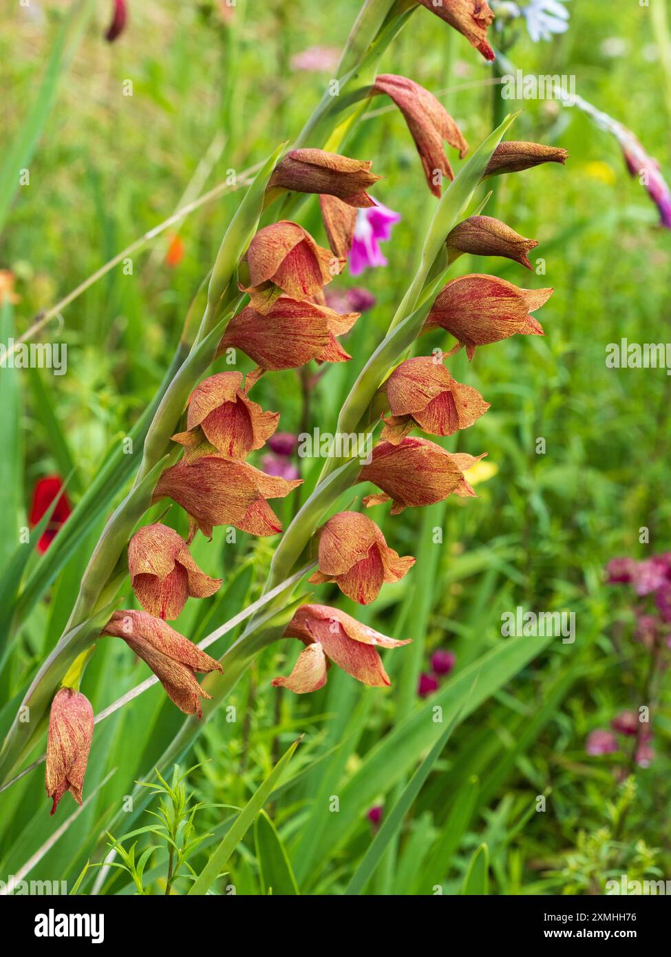 Fleurs orangées tachetées d'une forme colorée de Gladiolus dalenii, une espèce africaine australe et tropicale Banque D'Images Fleurs orangées tachetées d'une forme colorée de Gladiolus dalenii, une espèce africaine australe et tropicale Banque D'Images