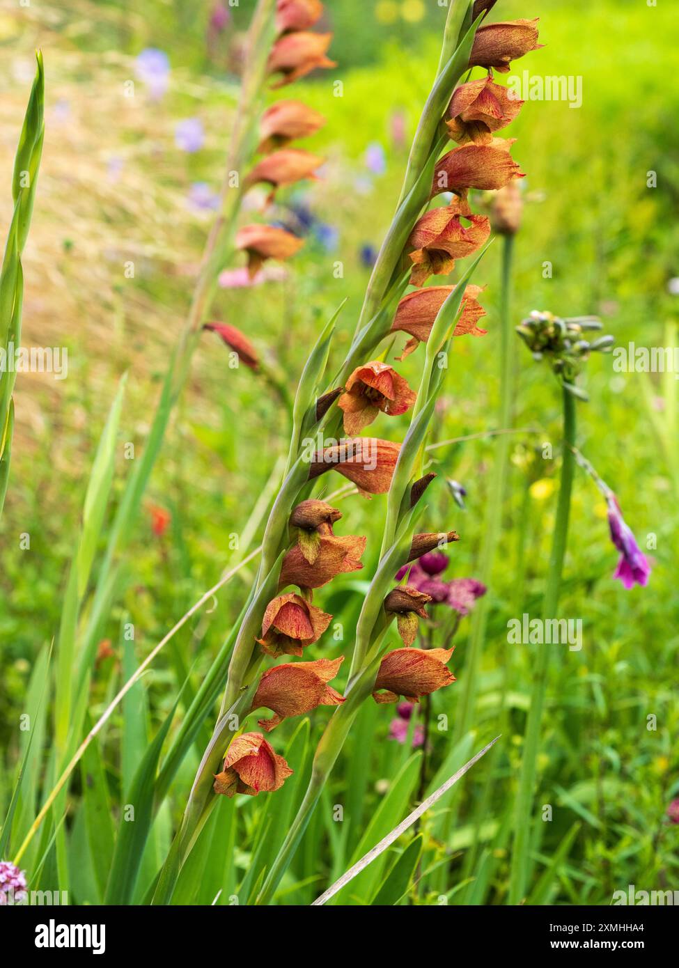 Fleurs orangées tachetées d'une forme colorée de Gladiolus dalenii, une espèce africaine australe et tropicale Banque D'Images Fleurs orangées tachetées d'une forme colorée de Gladiolus dalenii, une espèce africaine australe et tropicale Banque D'Images