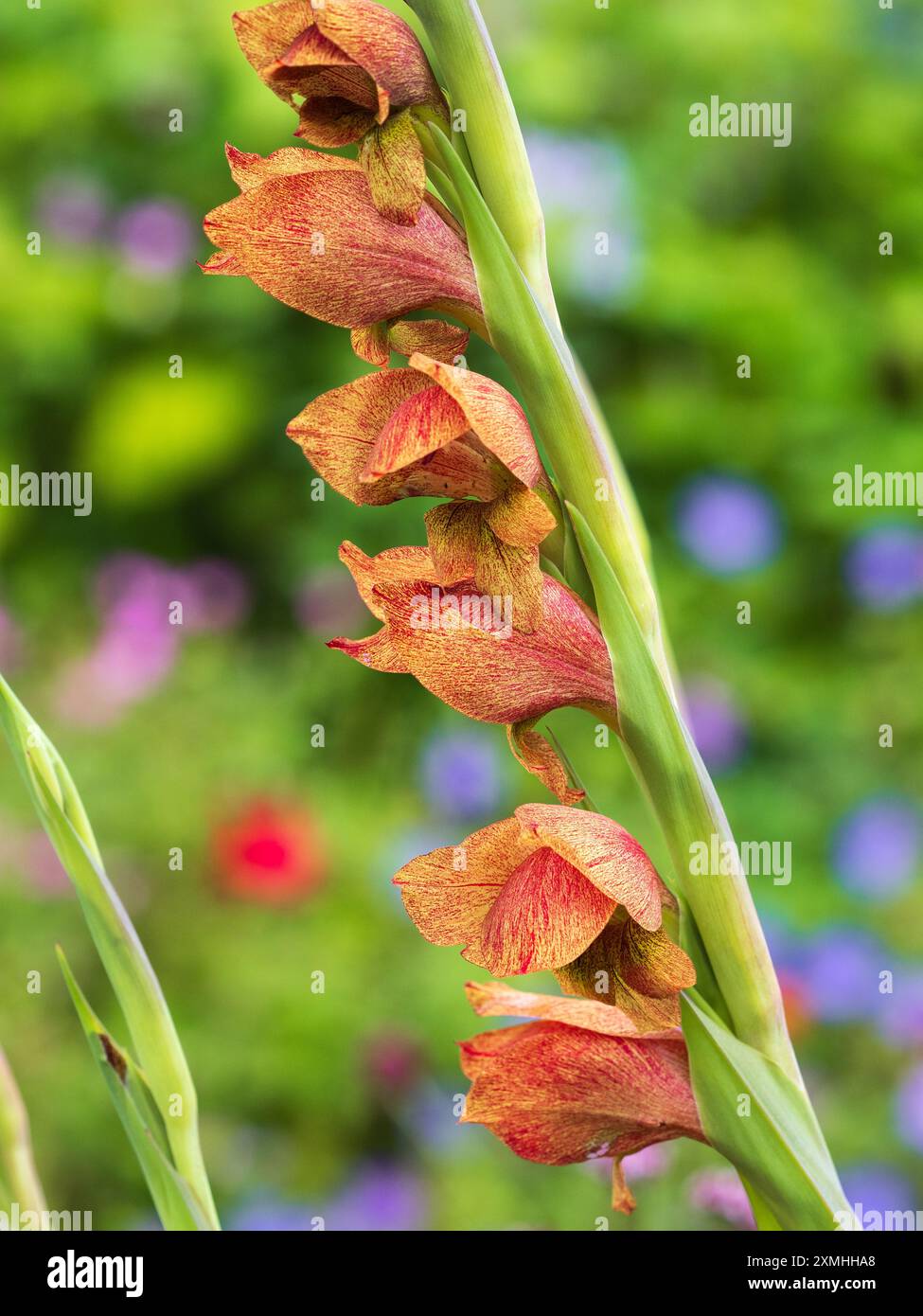 Fleurs orangées tachetées d'une forme colorée de Gladiolus dalenii, une espèce africaine australe et tropicale Banque D'Images Fleurs orangées tachetées d'une forme colorée de Gladiolus dalenii, une espèce africaine australe et tropicale Banque D'Images