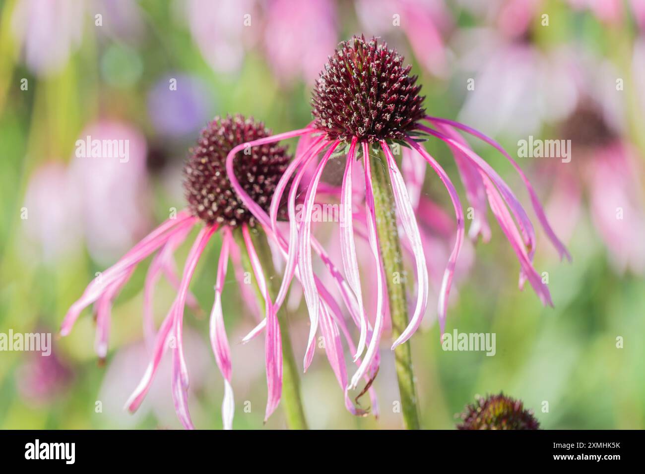 Beauté de Midsummer - Coneflowers violet pâle, Echinacea pallida avec flou de fond. Banque D'Images
