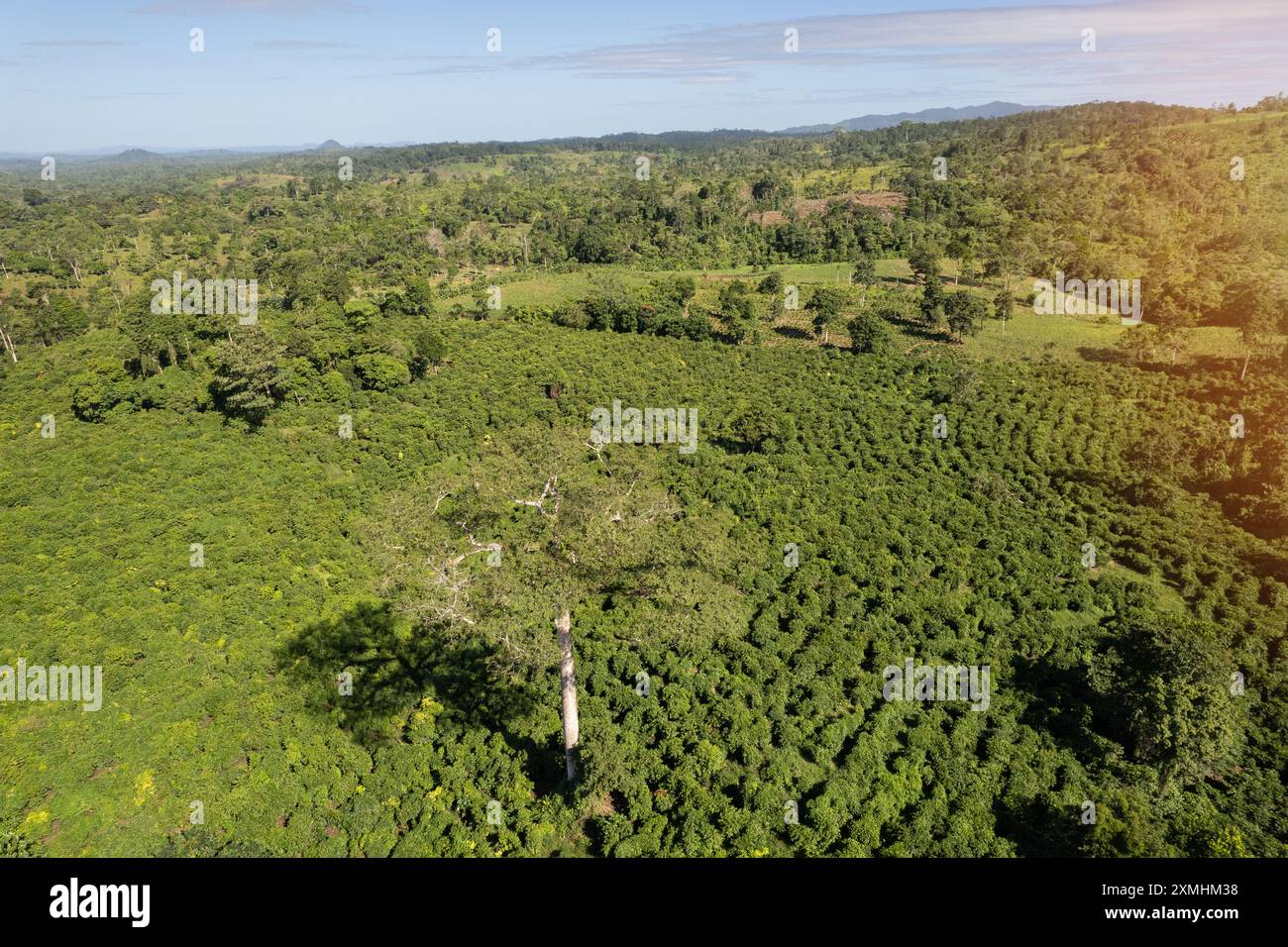 Paysage de prairie verte en amérique centrale vue aérienne drone Banque D'Images Paysage de prairie verte en amérique centrale vue aérienne drone Banque D'Images