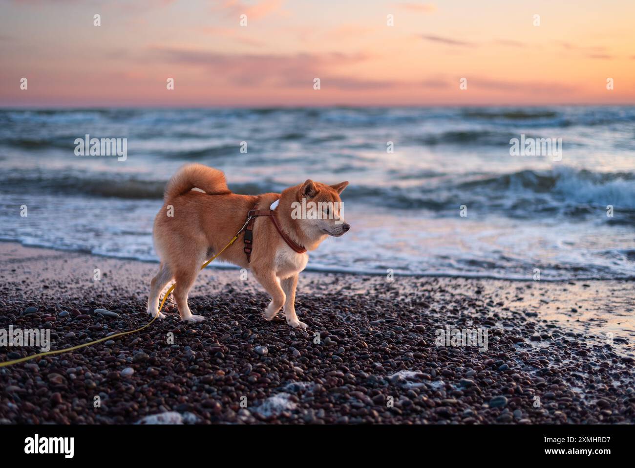Le chien rouge shiba inu marche sur la plage de la mer Baltique pendant le coucher du soleil Banque D'Images