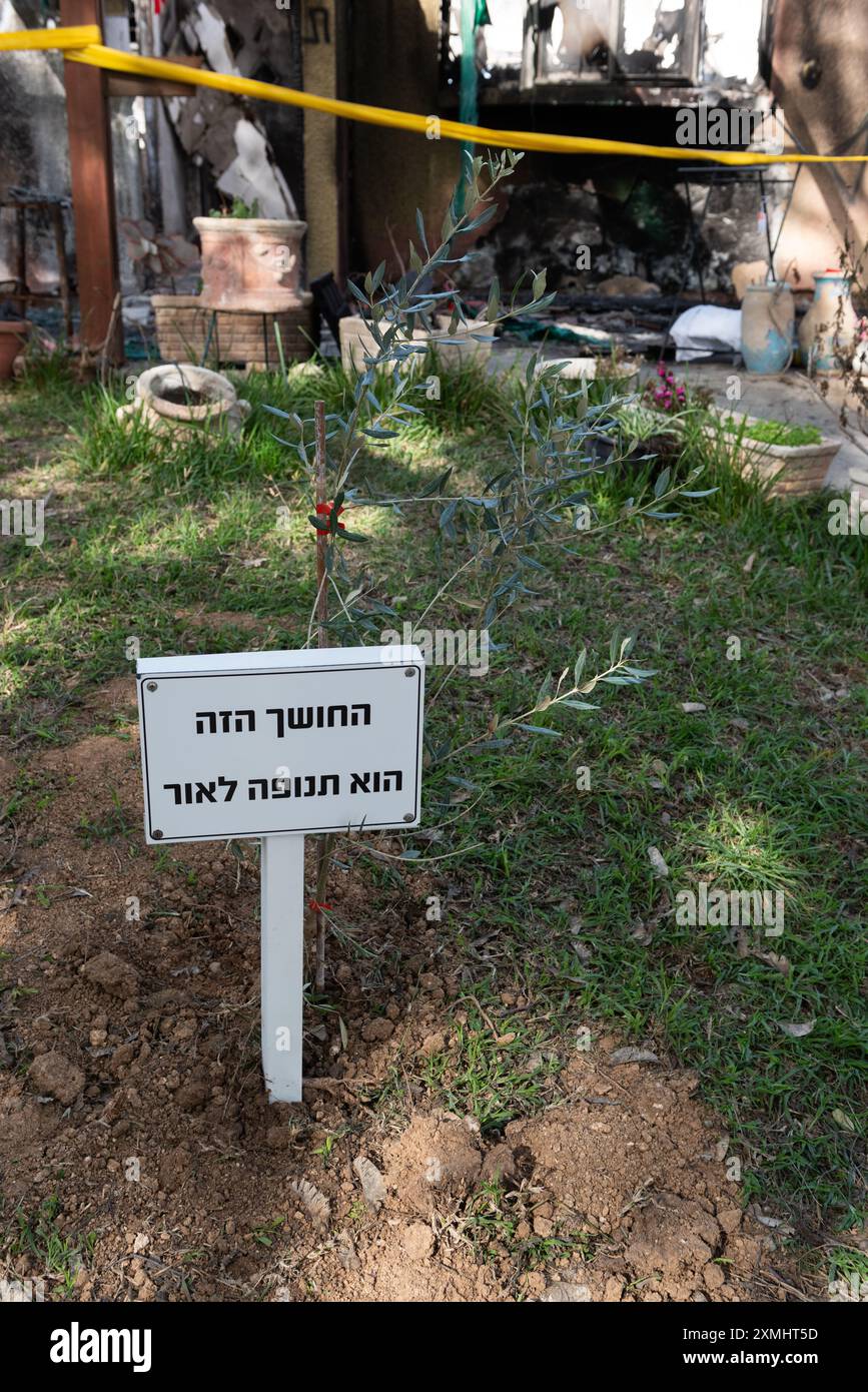 Une oliveraie plantée devant une maison dans le Kibboutz Kfar AZA, qui a été attaquée par des terroristes palestiniens le 7 octobre 2023. Plus de 50 membres Banque D'Images
