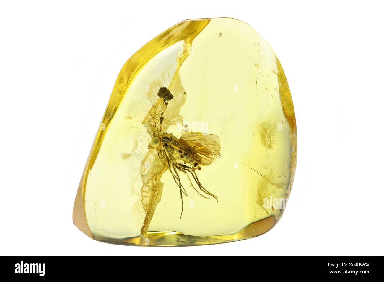 Mouche à longues pattes (Palaeomedéterus) emprisonnée dans l'ambre Baltique isolée sur fond blanc Banque D'Images