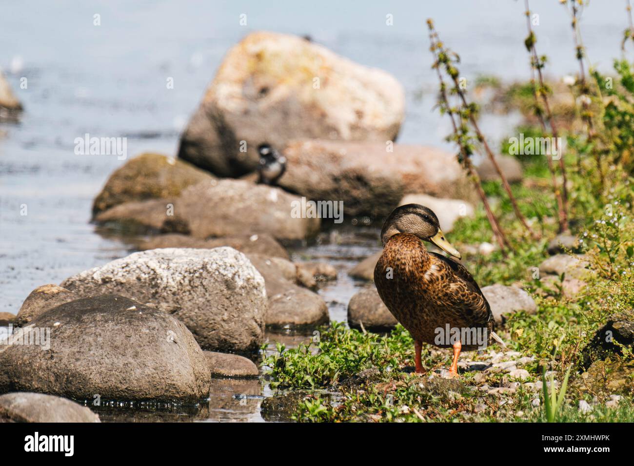 Canard femelle assis sur une rive Banque D'Images