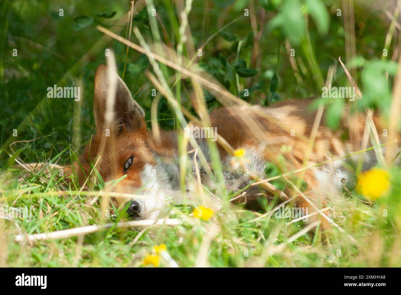 Météo britannique, Londres, 28 juillet 2024 : un renard prend le soleil dans une parcelle de fleurs sauvages dans un jardin à Clapham, au sud de Londres, par une chaude journée ensoleillée. Les températures sont censées augmenter à nouveau cette semaine avec plusieurs jours secs prévus. Crédit : Anna Watson/Alamy Live News Banque D'Images