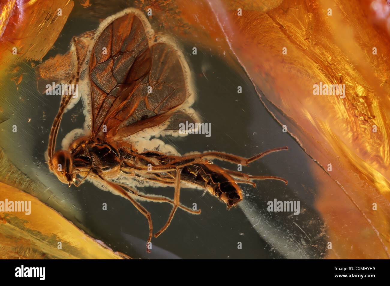 Guêpe emprisonnée dans l'ambre Baltique Banque D'Images